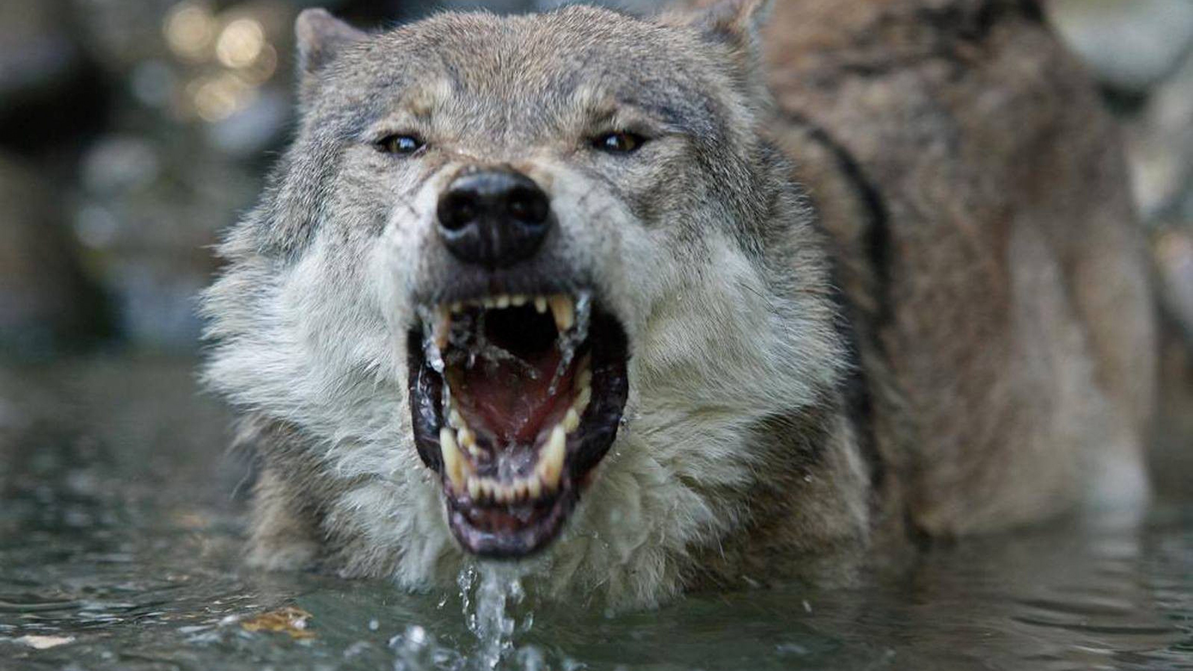 A close-up shot of a gray wolf snarling in the water, showcasing its sharp teeth and intense expression