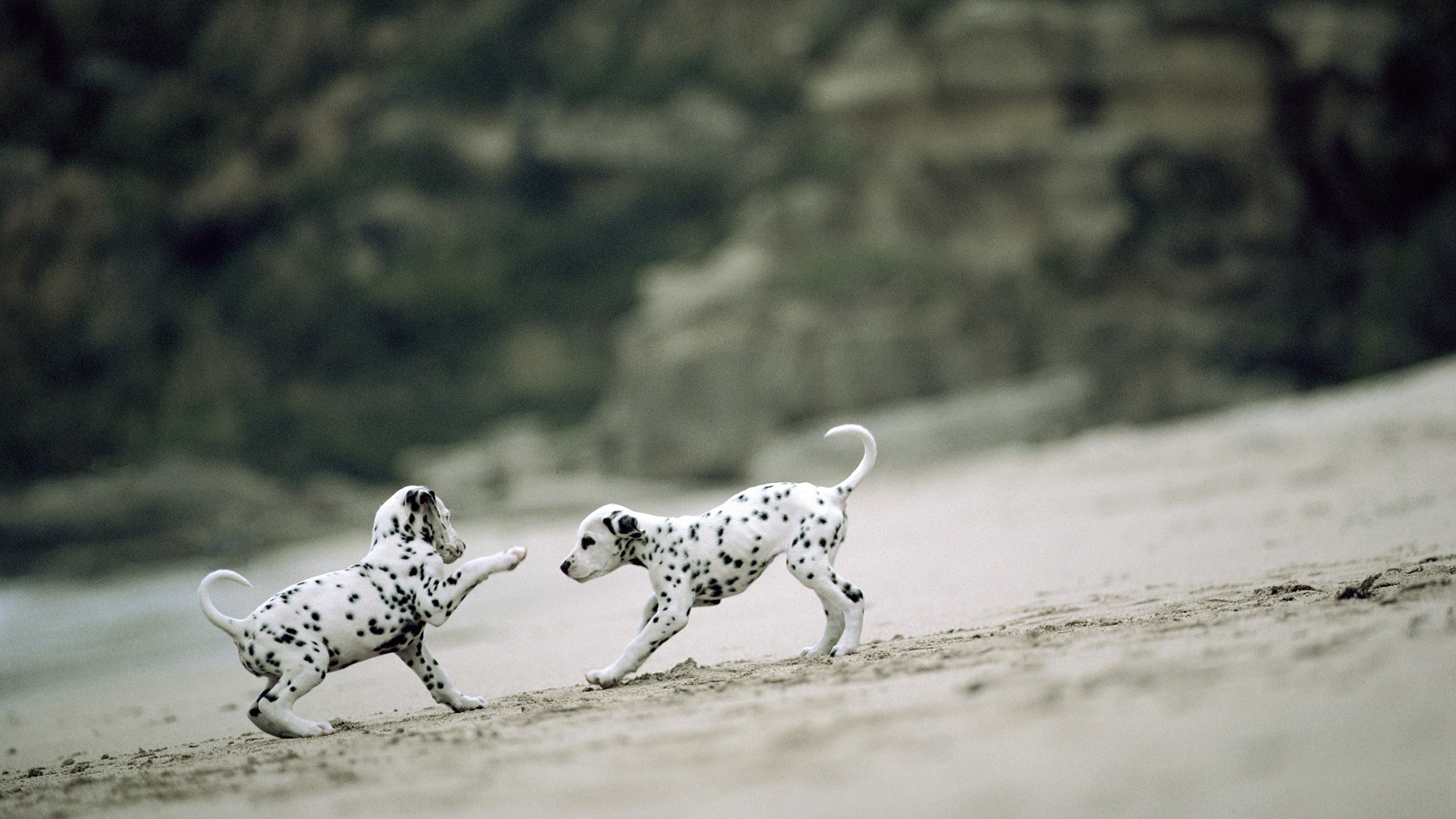 Animals Dogs Puppies Dalmatians Playing Beaches Wallpaper