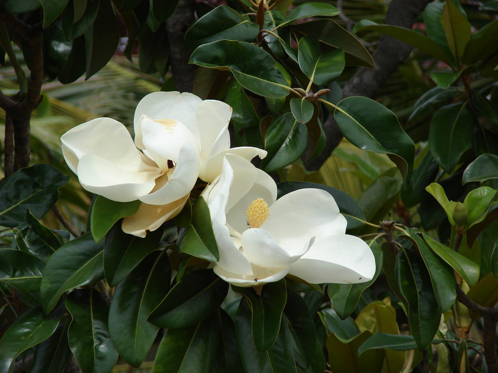 flower wallpapers southern magnolia flower desktop wallpapers southern