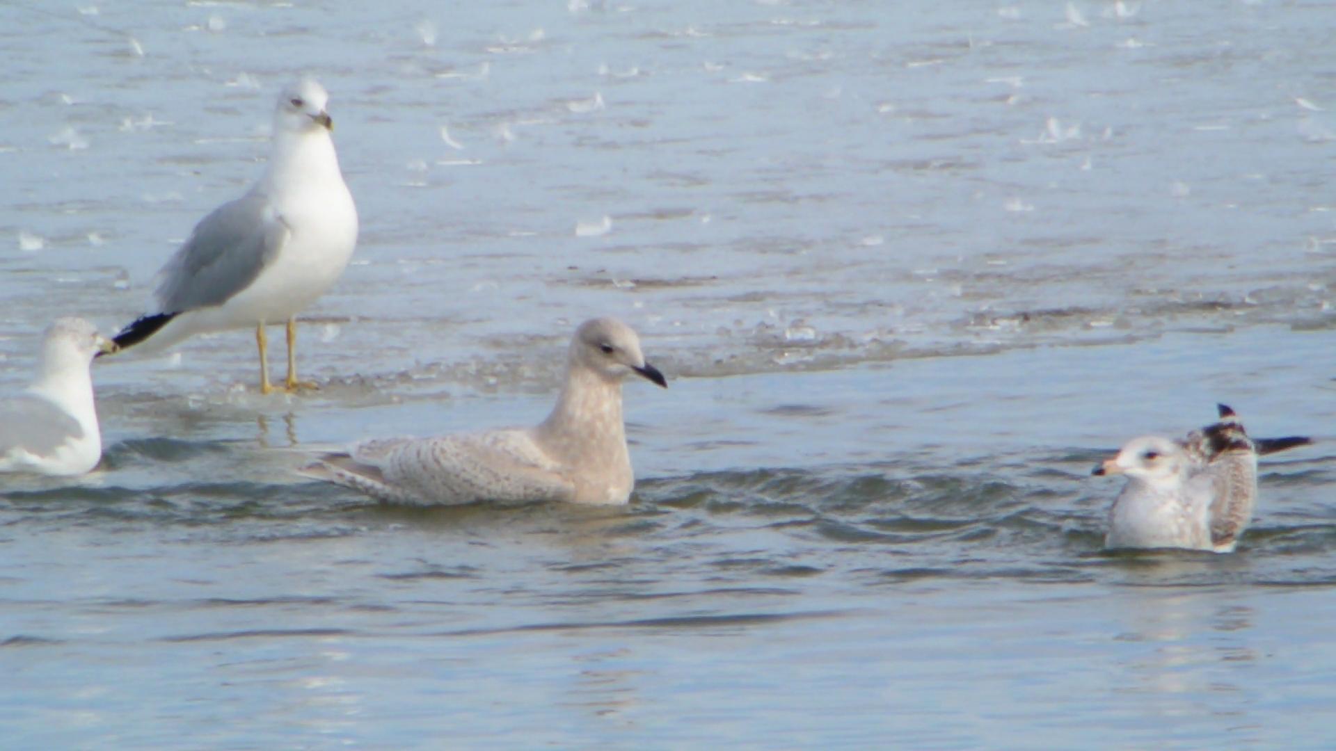 File Iceland Gull Carlyle Lake Illinois Jpg