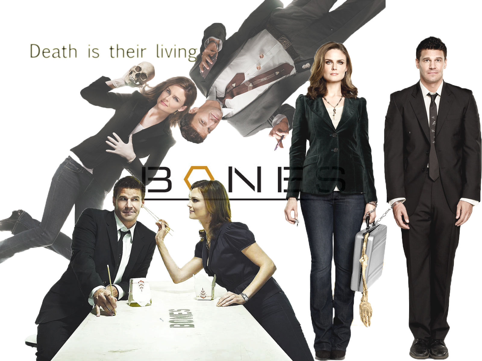 Bones Image Wallpaper HD And Background Photos