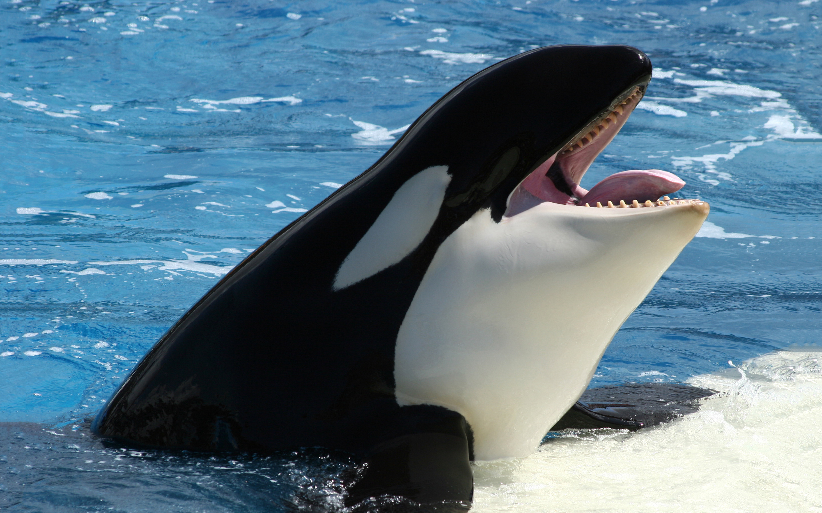 Orca Whales Image HD Wallpaper And Background