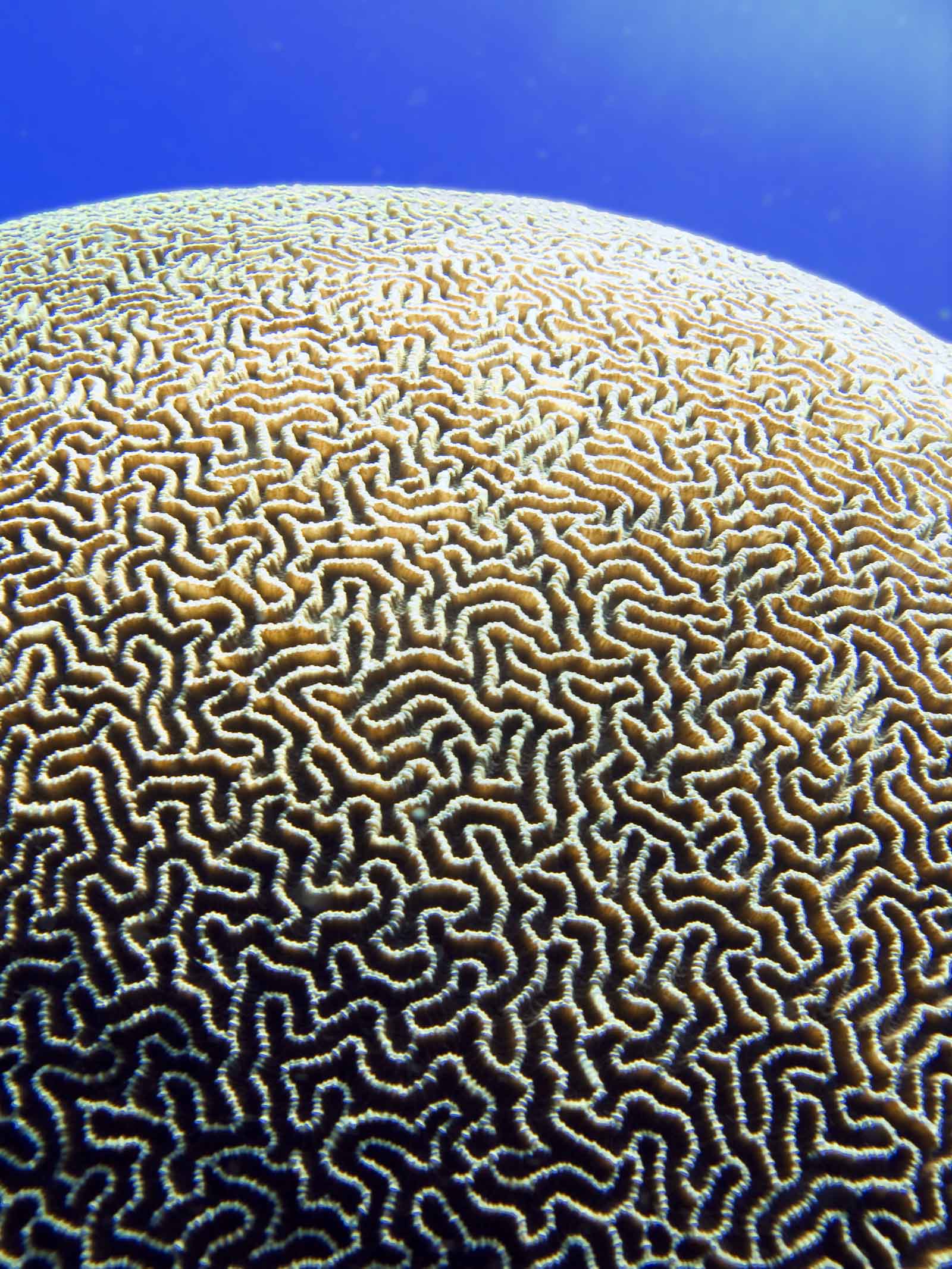 Wallpaper Coral Color Patterns Print