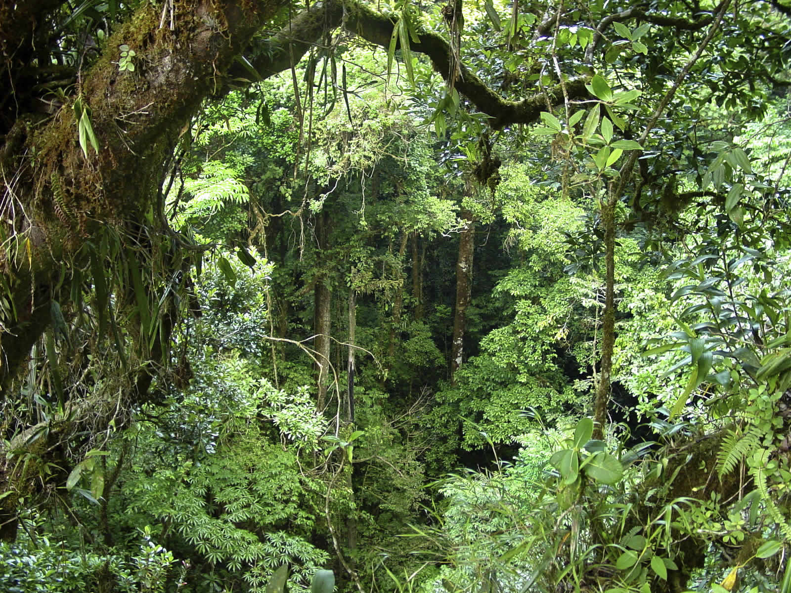 temperate rainforest background