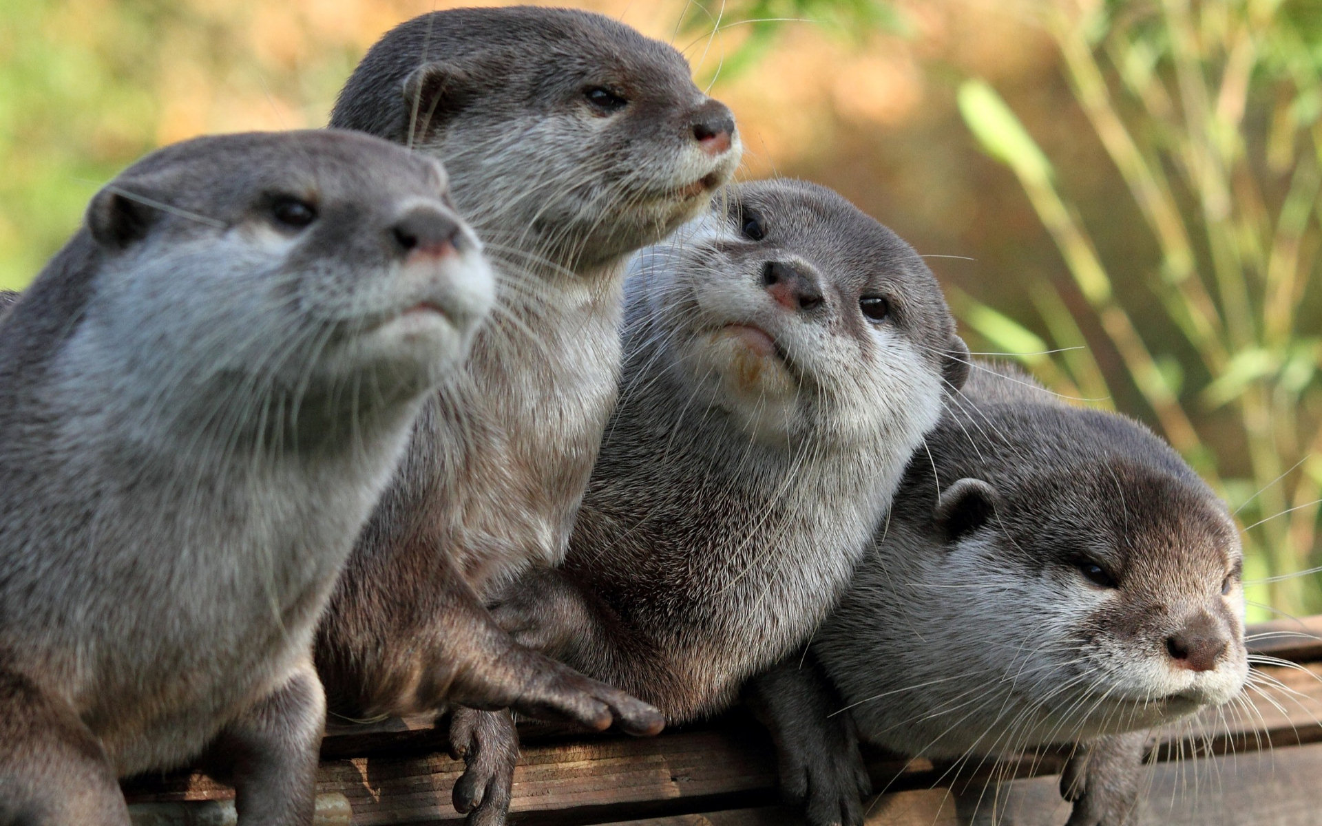 Pics Photos Otter Wallpaper Animal Baby