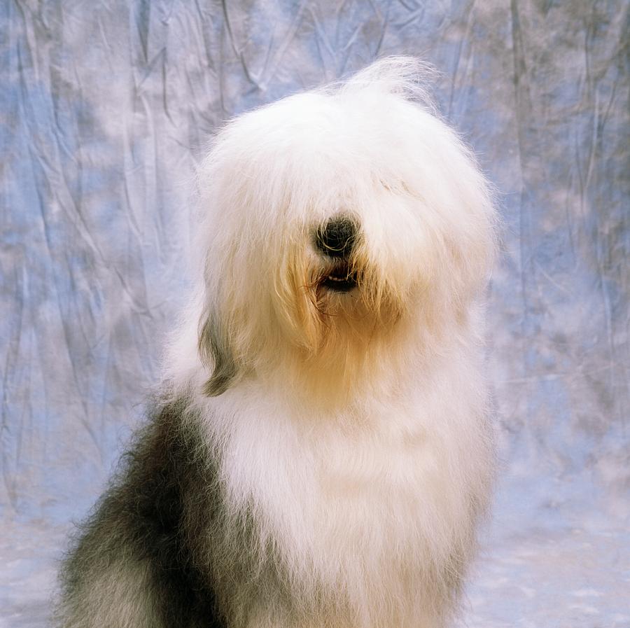 Old English Sheepdog portrait photo and wallpaper Beautiful Old