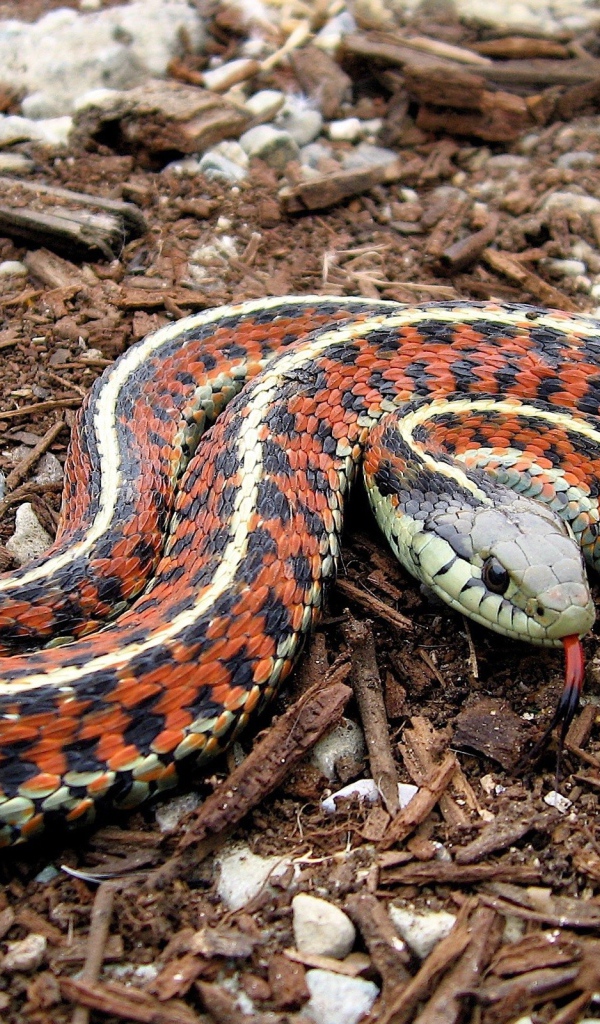 click select set as desktop background desktop wallpapers animals