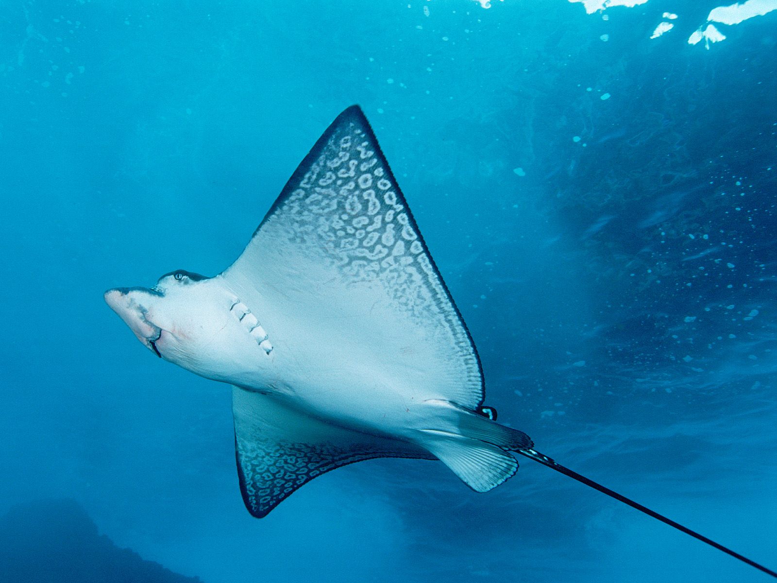 Spotted eagle ray wallpapers and images   wallpapers