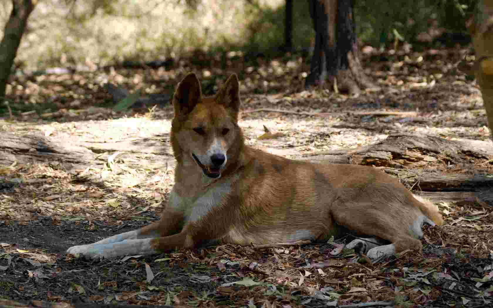 Dingo Dog Lying On The Grass Wallpaper Australia