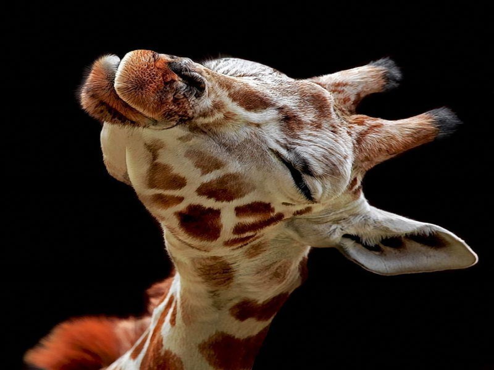 Funny Baby Giraffe A