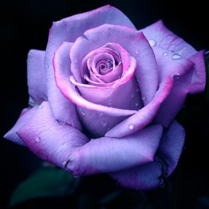 Purple Rose Flowers