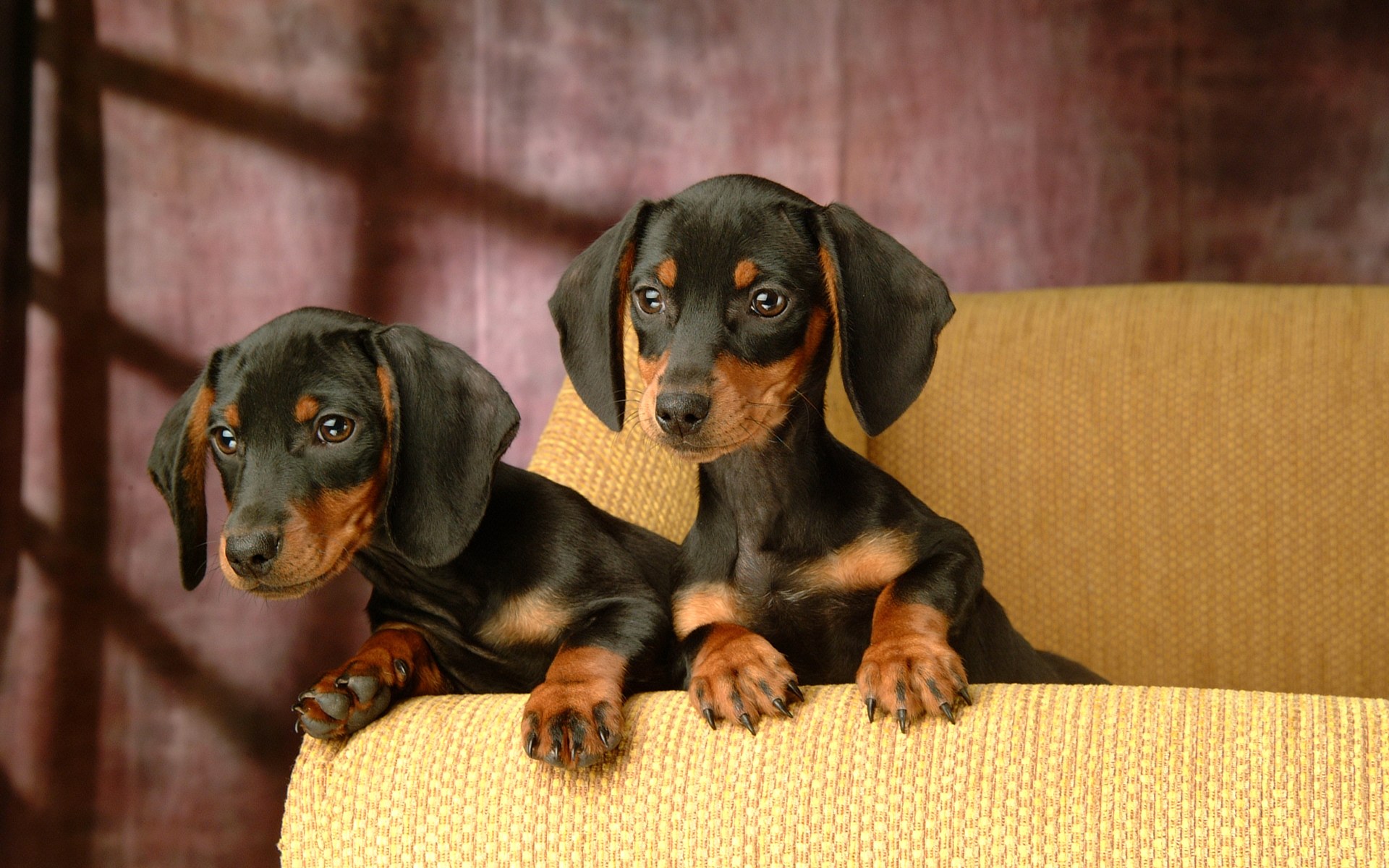 Dachshund Wallpaper HD Pictures Pics Image Photos