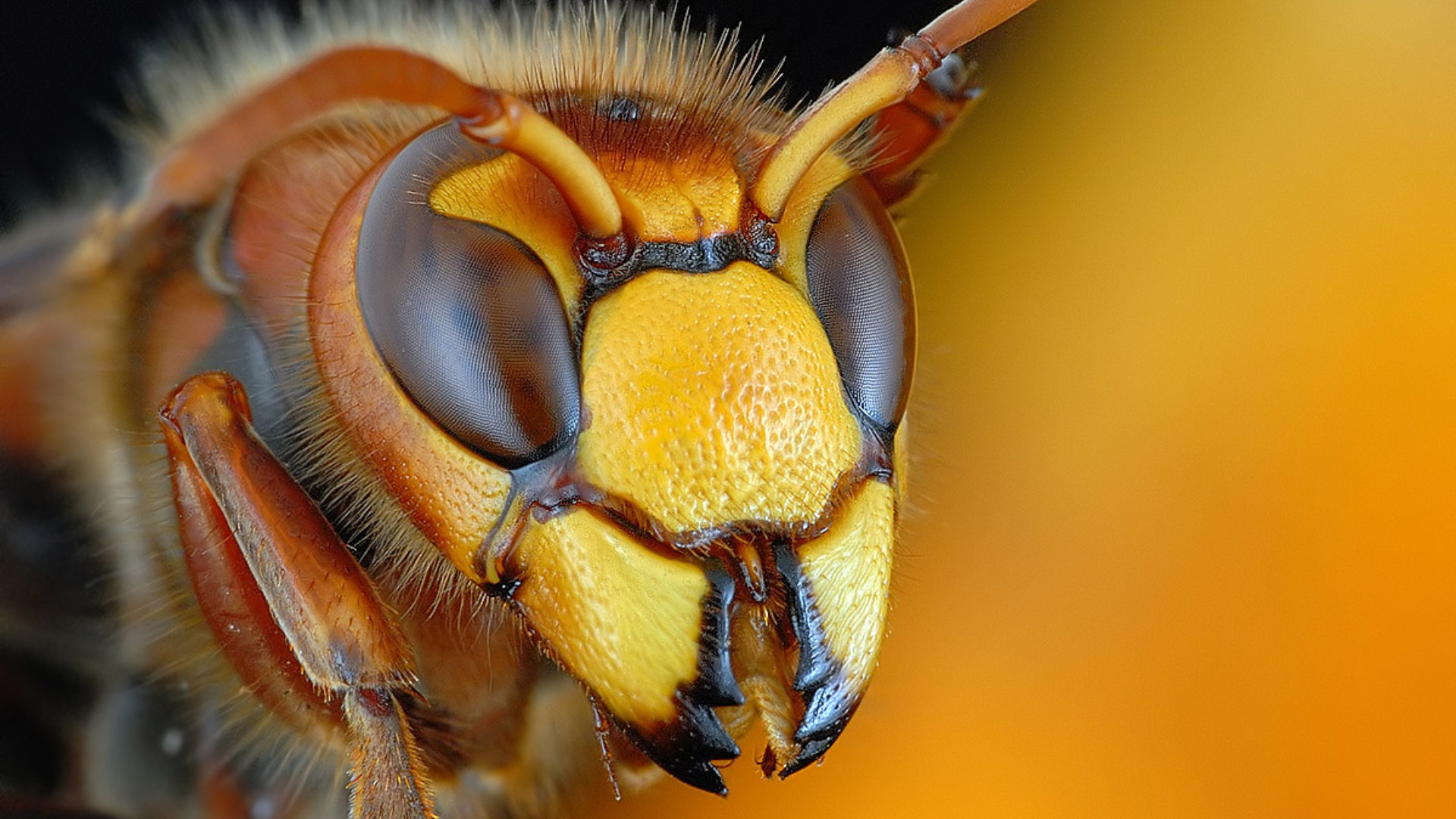 Insect Full HD Wallpaper And Image