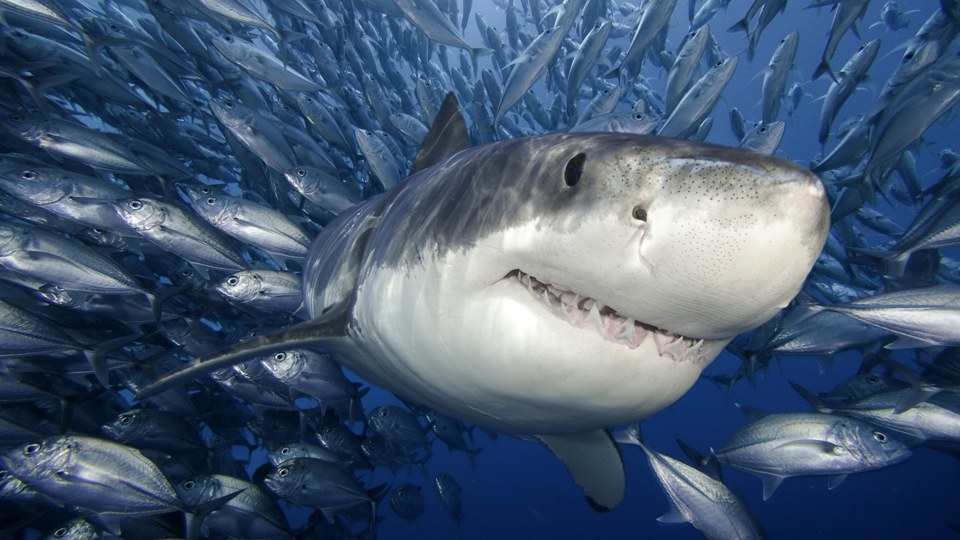 Beautiful Tiger Shark Pictures And Wallpaper