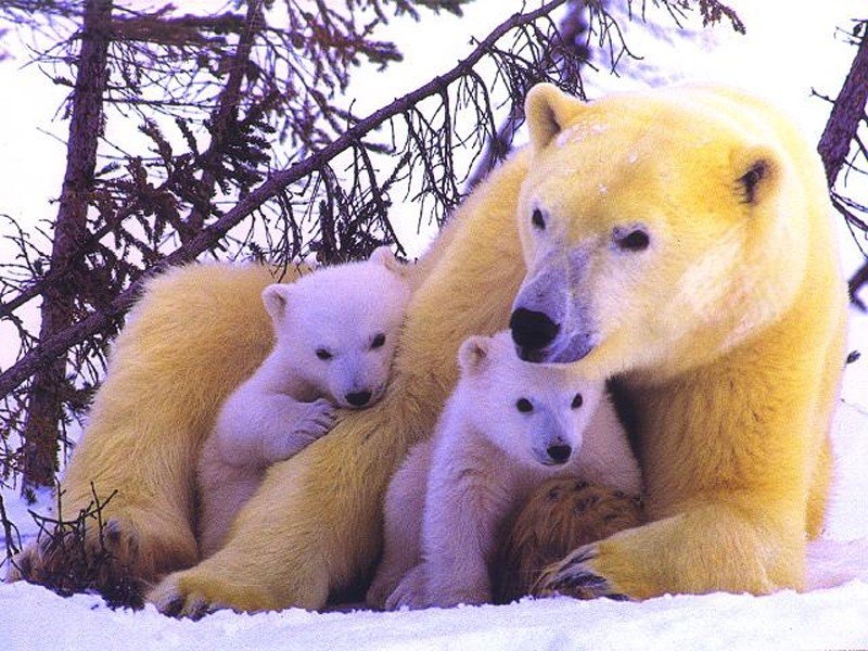 Polar Bear Family Puter Desktop Wallpaper