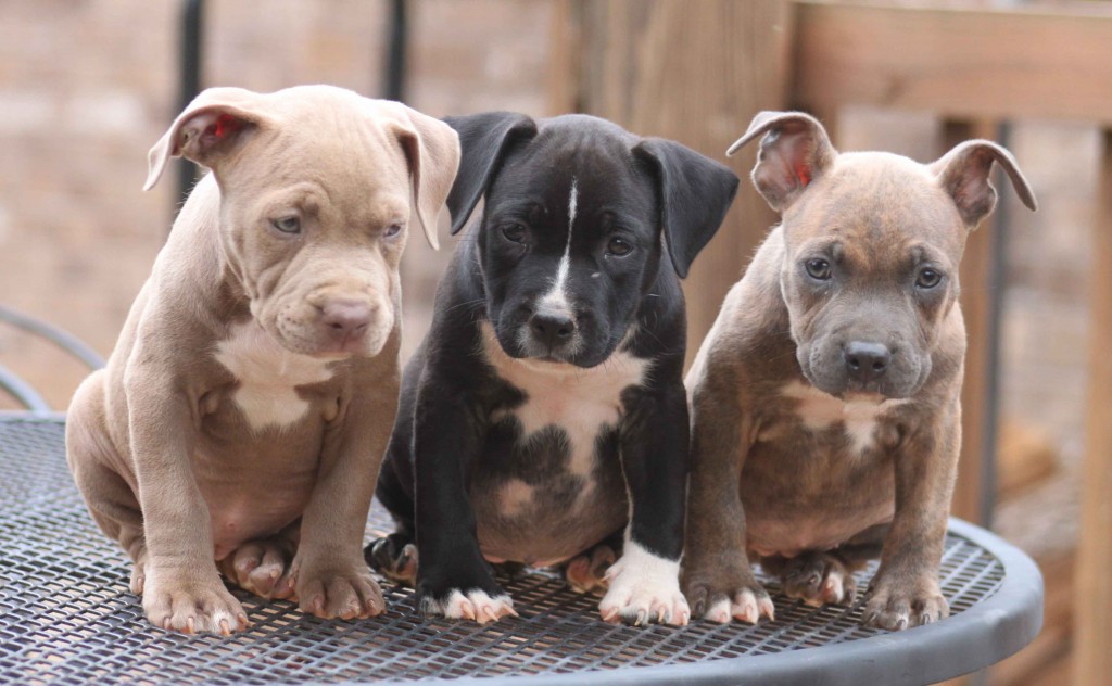 Pitbull Puppies Desktop Wallpaper HD