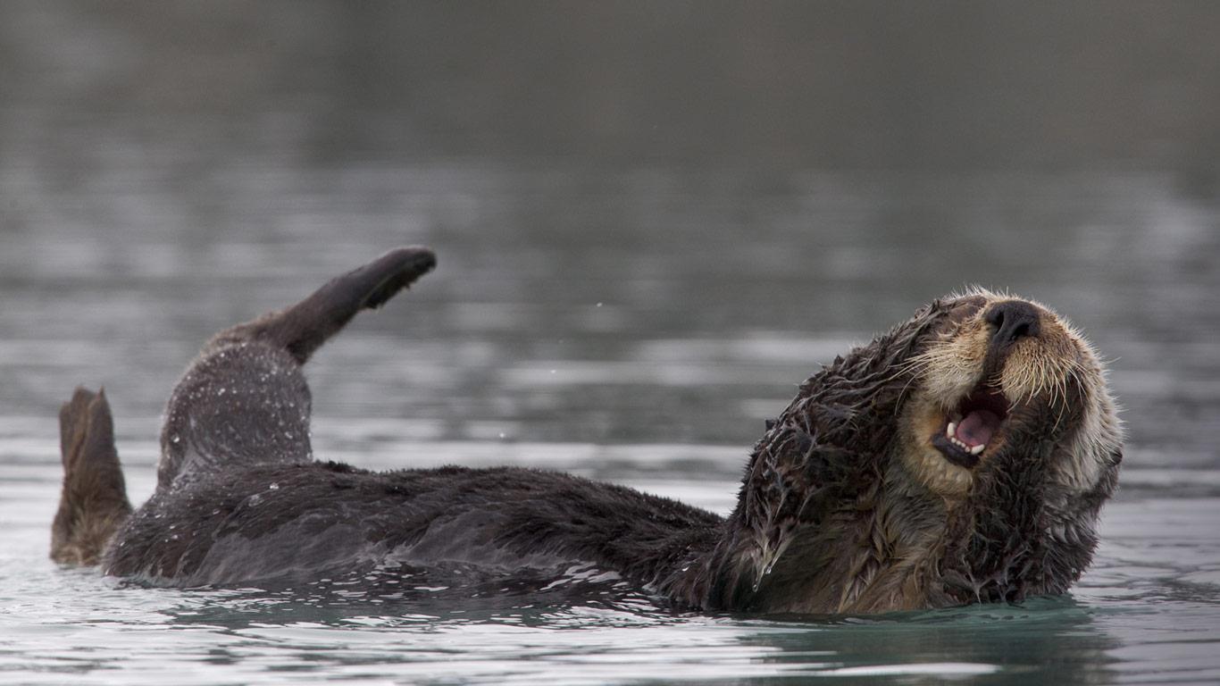 Alaska Sea Otter Grooming In Prince William