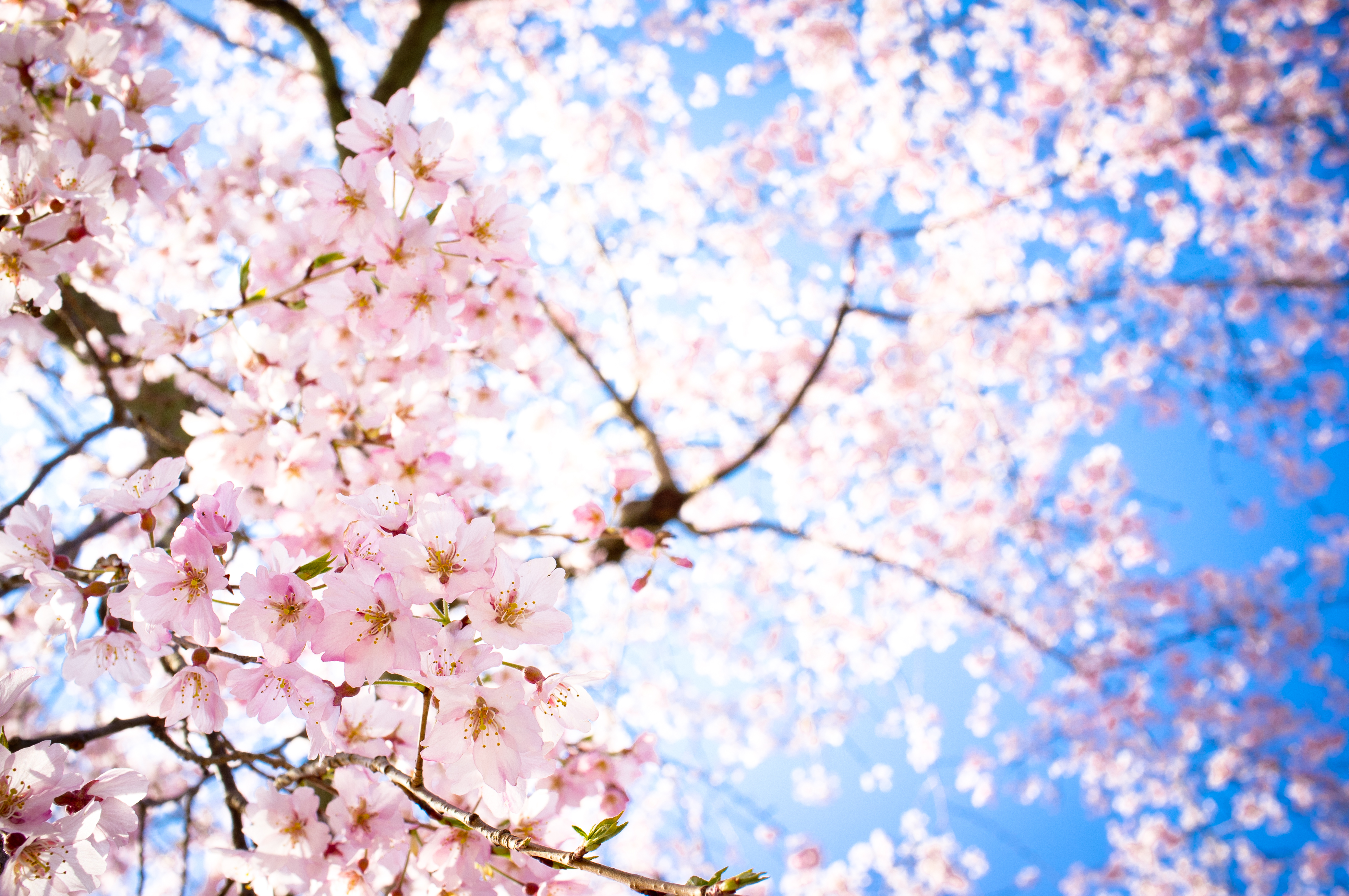 Sakura Flowers Wallpaper Hd Topwallpaper