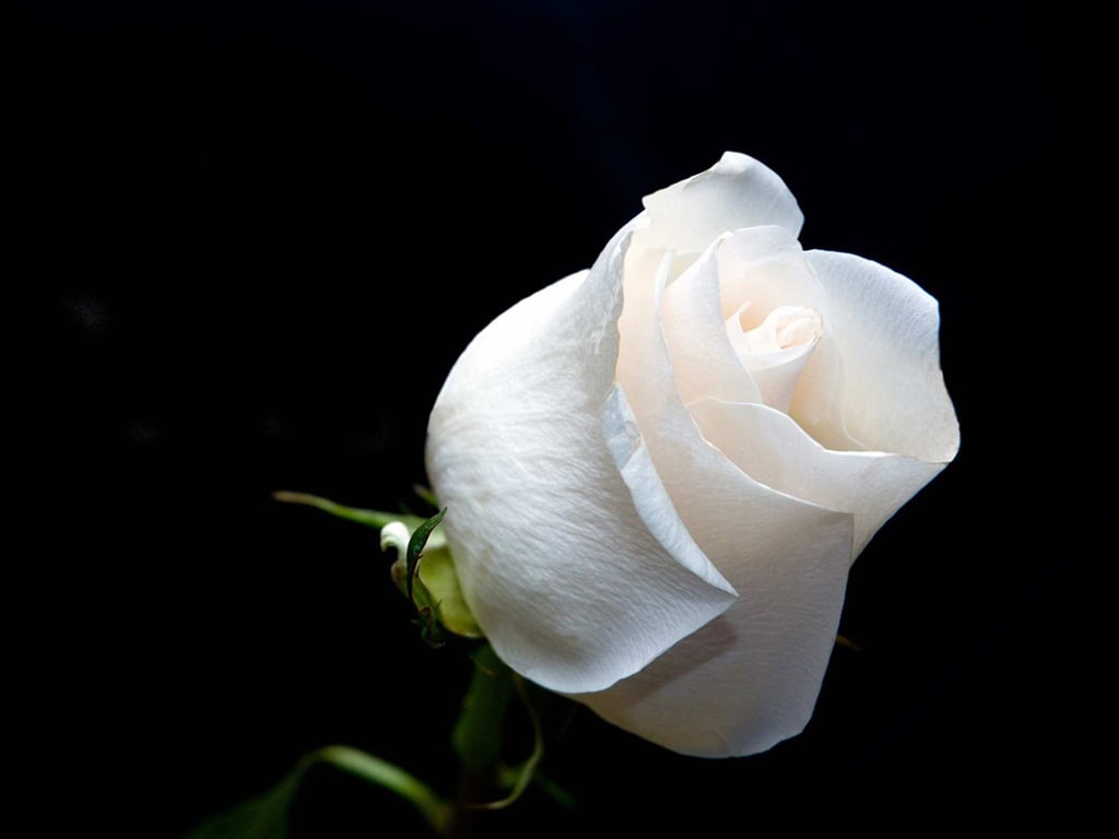 White Rose Wallpaper Free Download For Desktop And Laptop Background