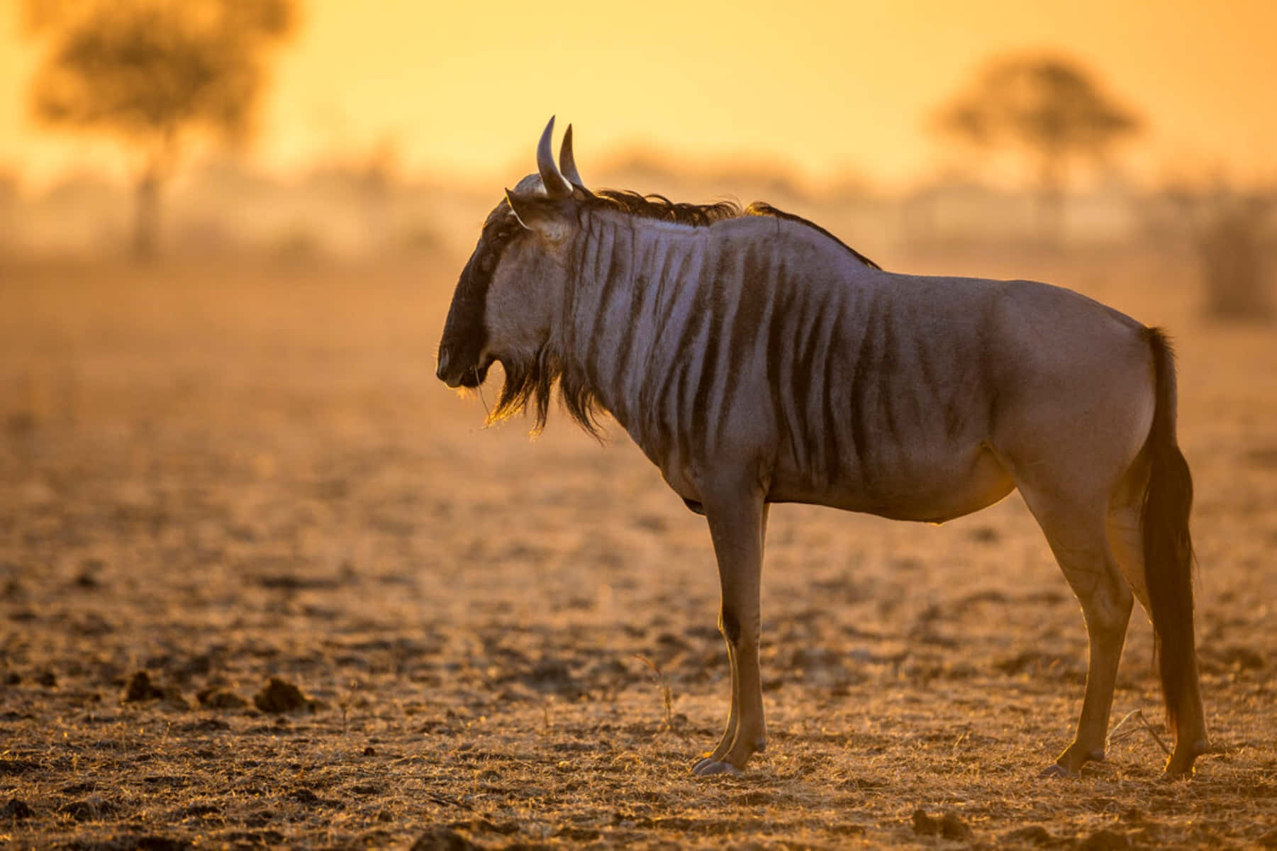 A majestic wildebeest stands alert in the golden light of the African savanna at sunset