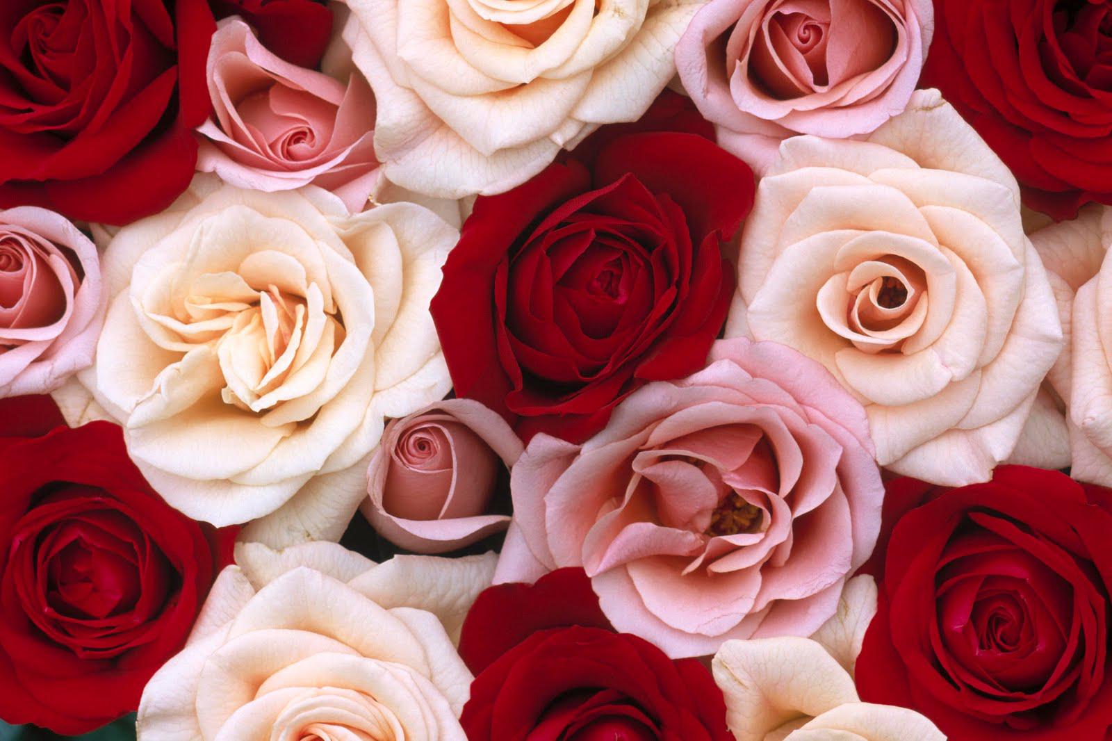 Pink red white roses HQ WALLPAPER   101633