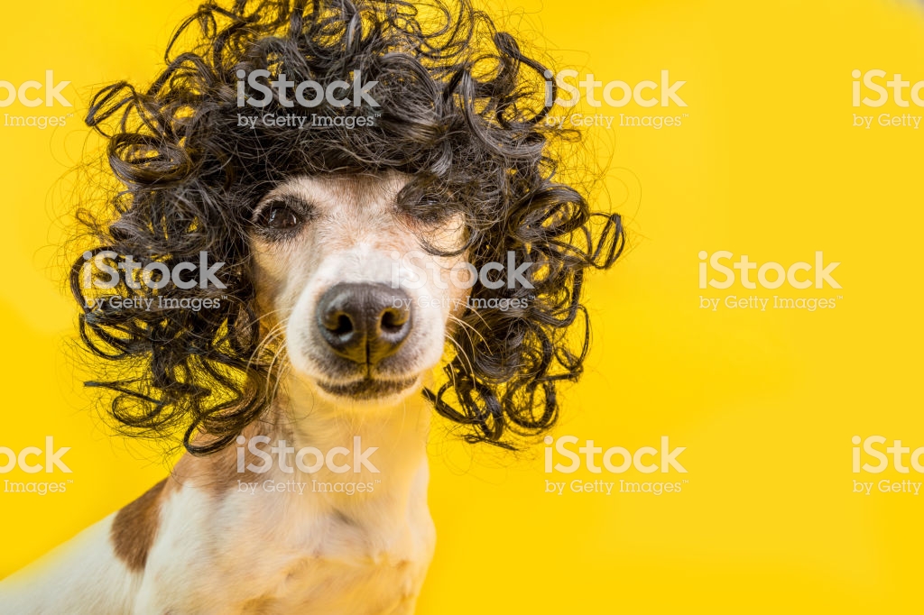 Adorable Dog Face In Black Afro Style Wig Bright Party Mood Yellow