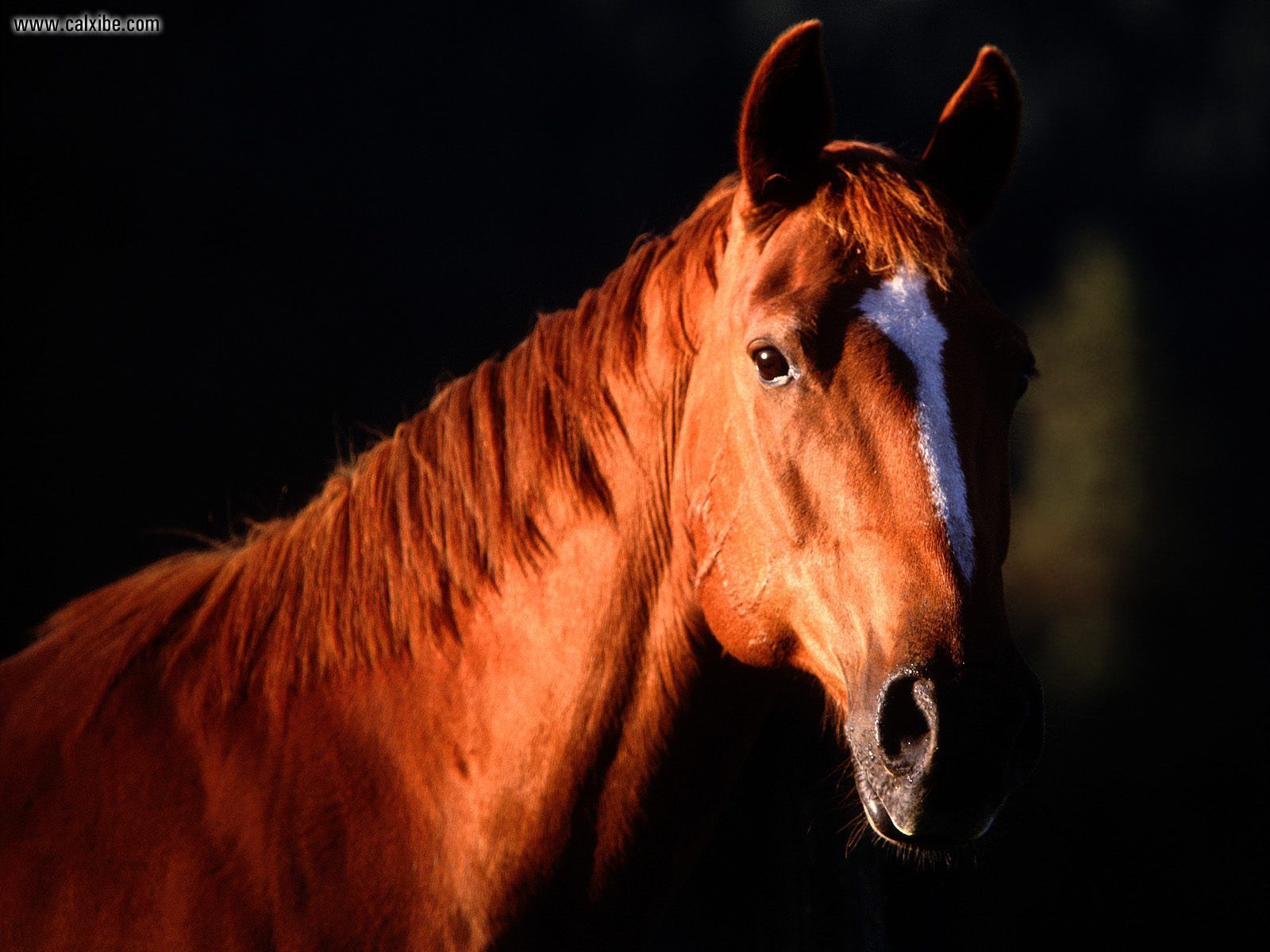 Animals American Quarter Horse Picture Nr