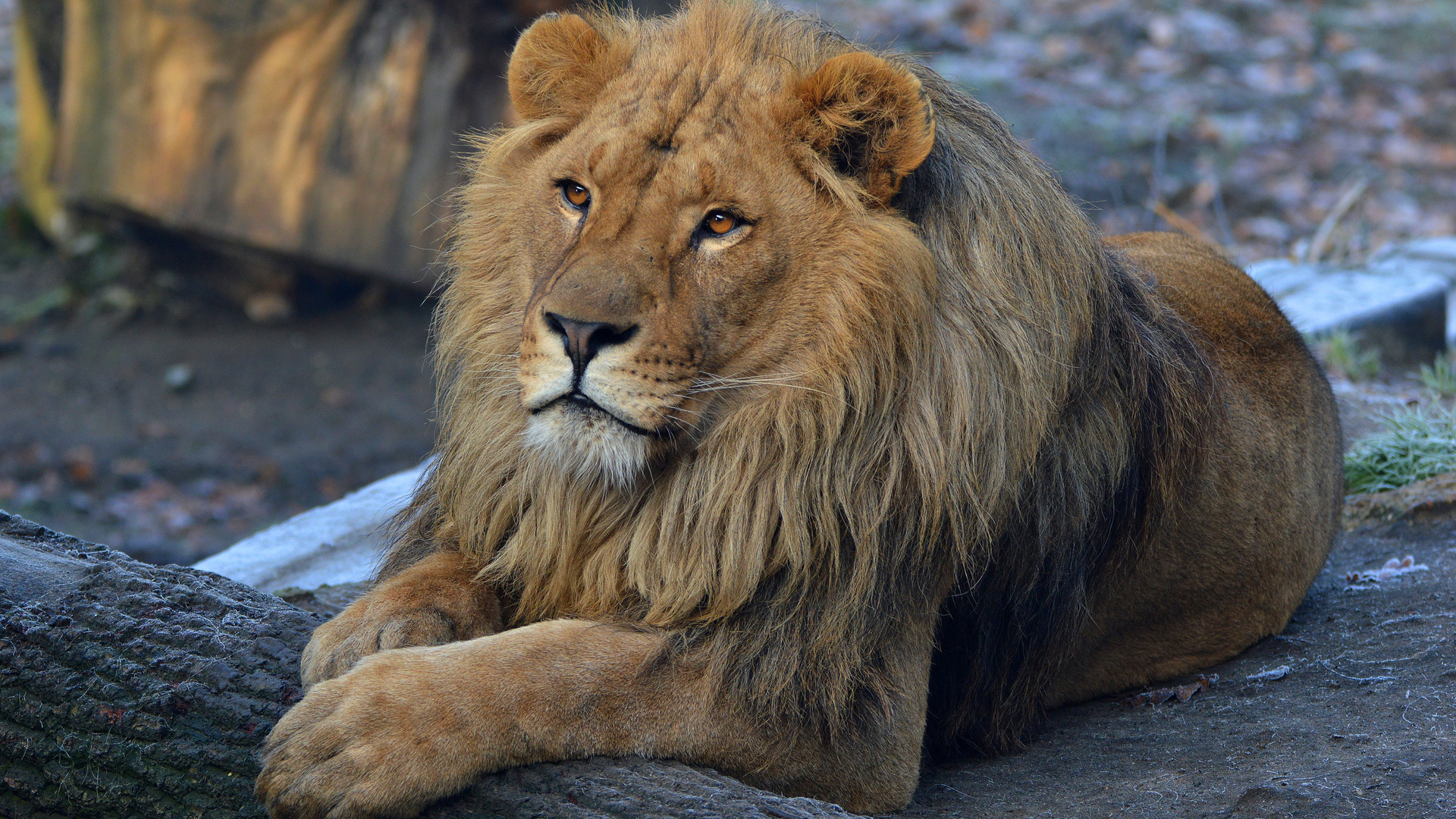 A majestic male lion resting on a log, its golden mane framing its face as it gazes into the distance