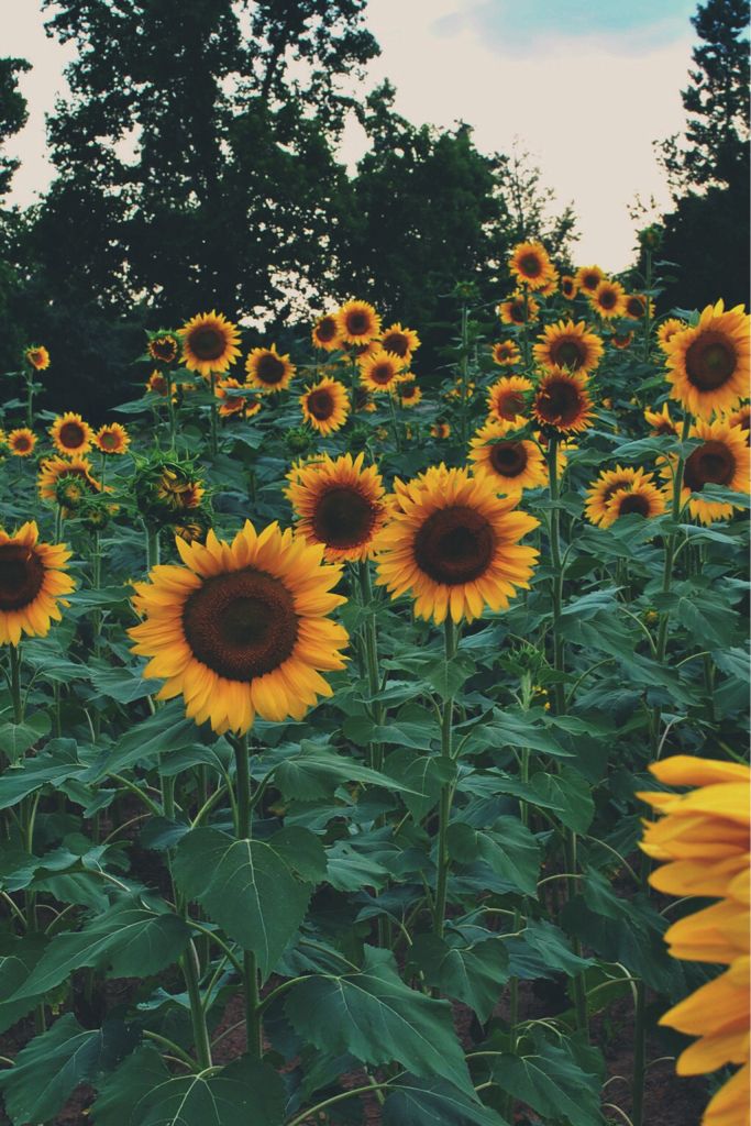 Sunflower Wallpaper Tumblr Quotes