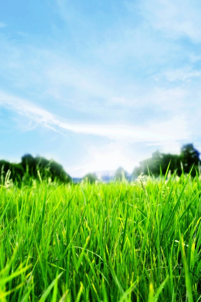 Summer Grass And Sky iPhone Retina Wallpaper X