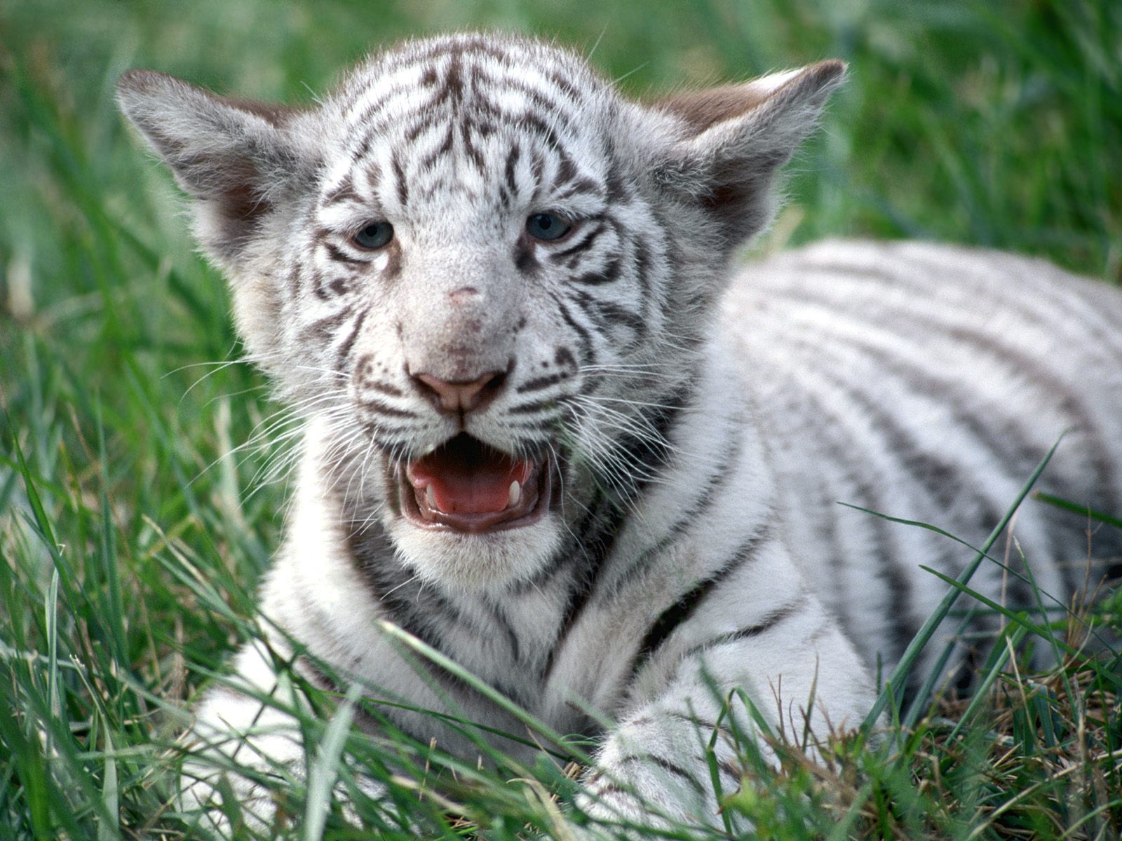 White tiger cubs Wallpaperart 1600x1200