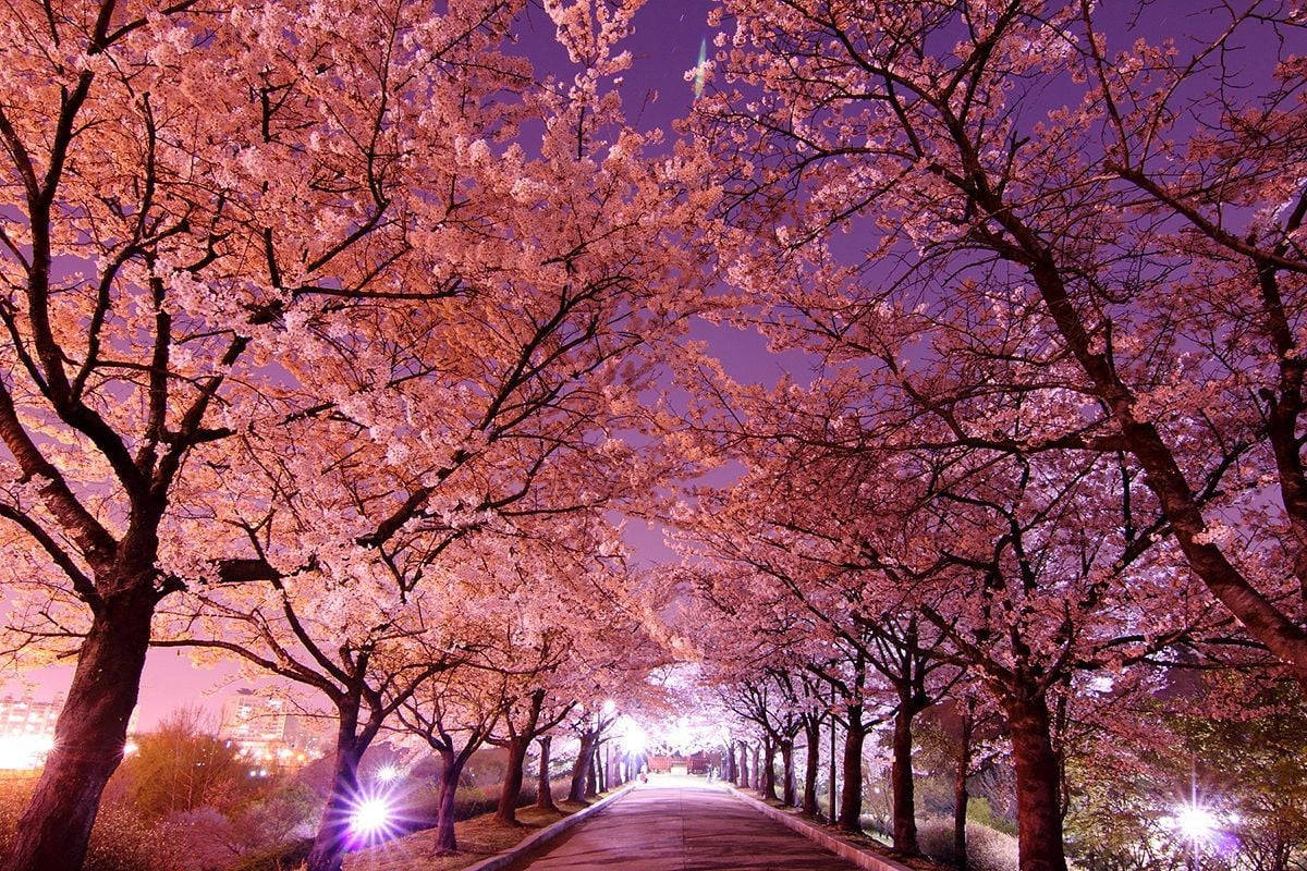 Korea Wallpaper