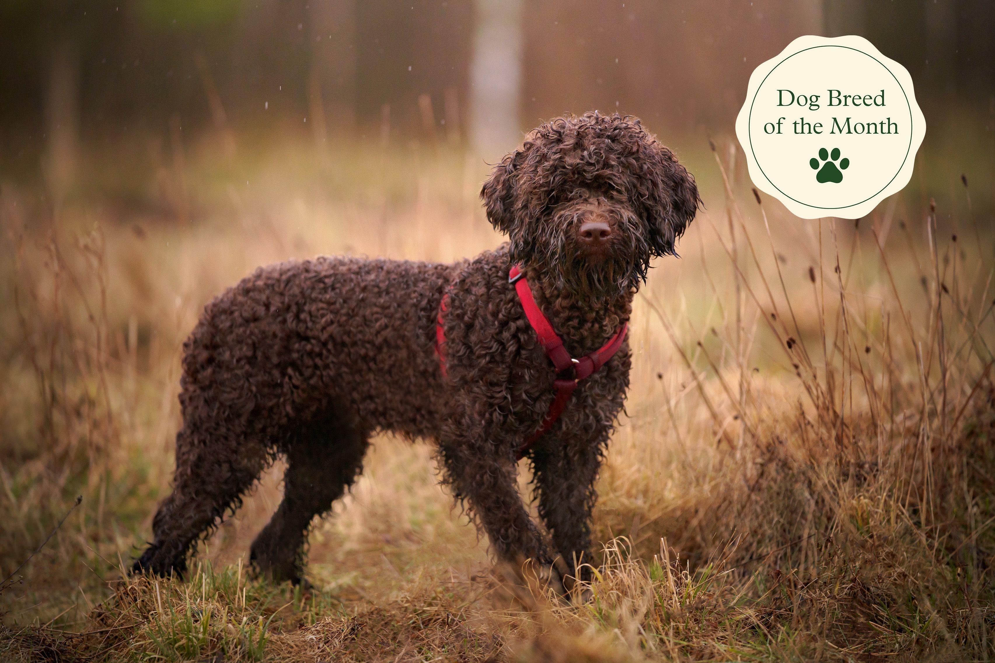 Lagotto Romagnolo Dog Breed Facts Personality Characteristics