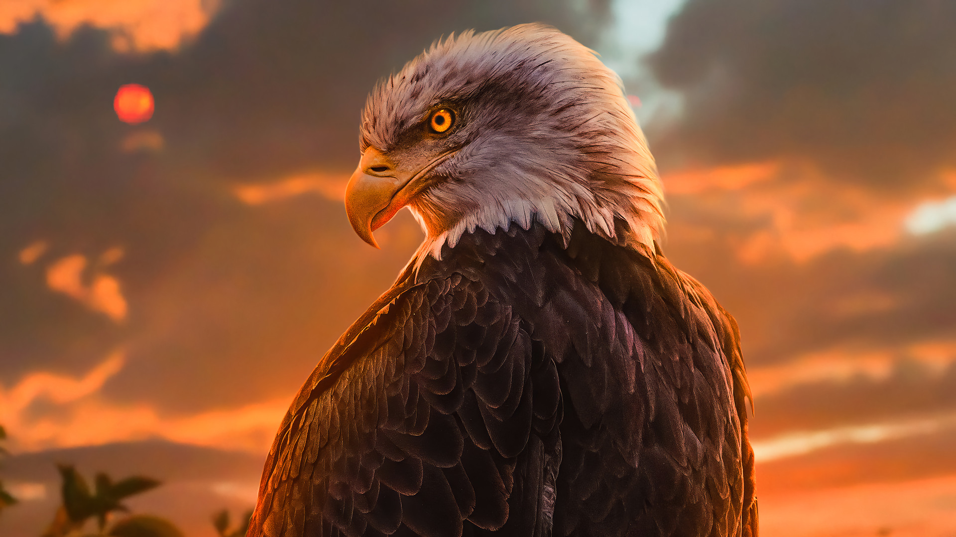 Eagle Wallpaper HD