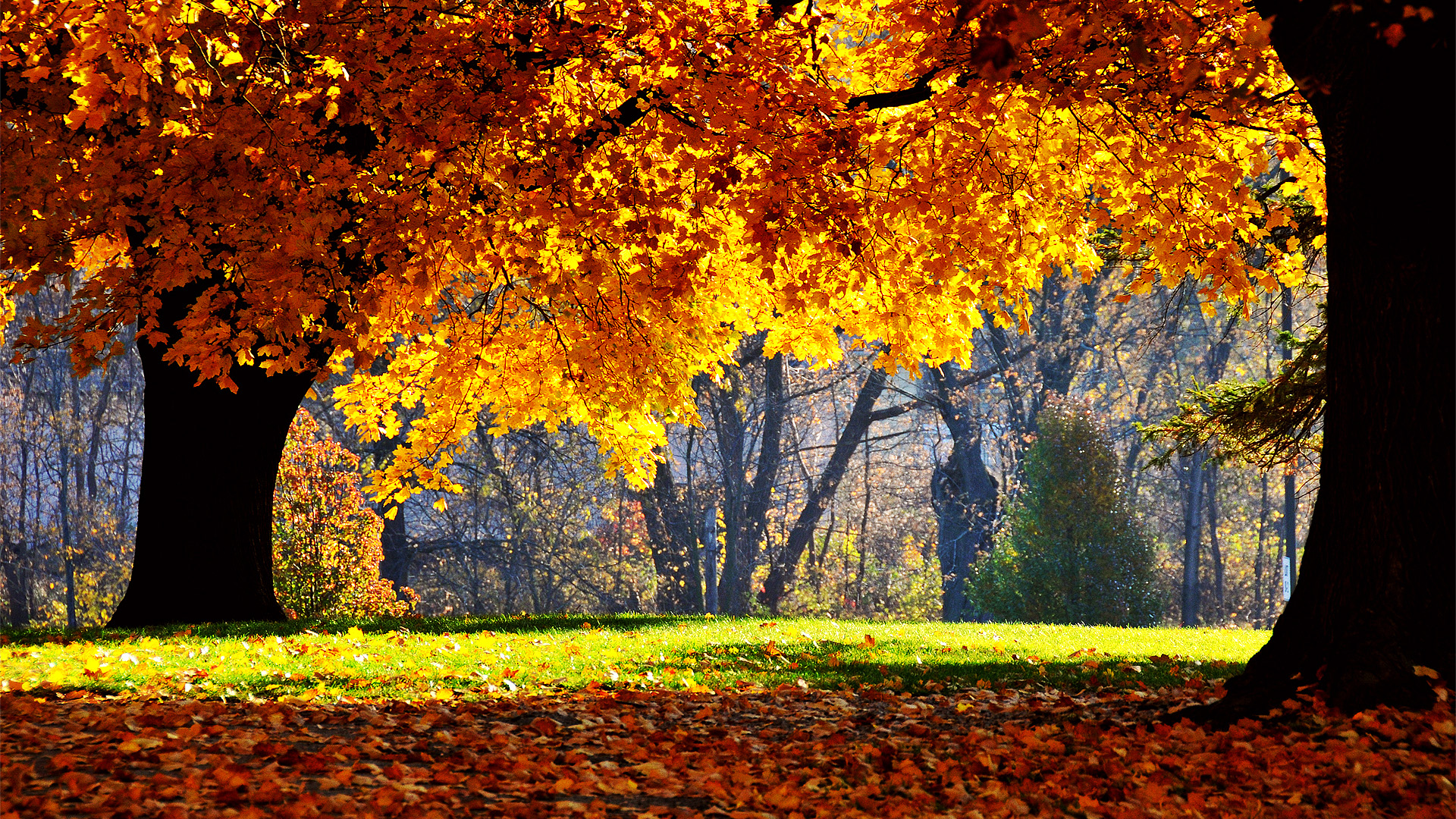 Autumn Cool Nature Picture Wallpaper Background