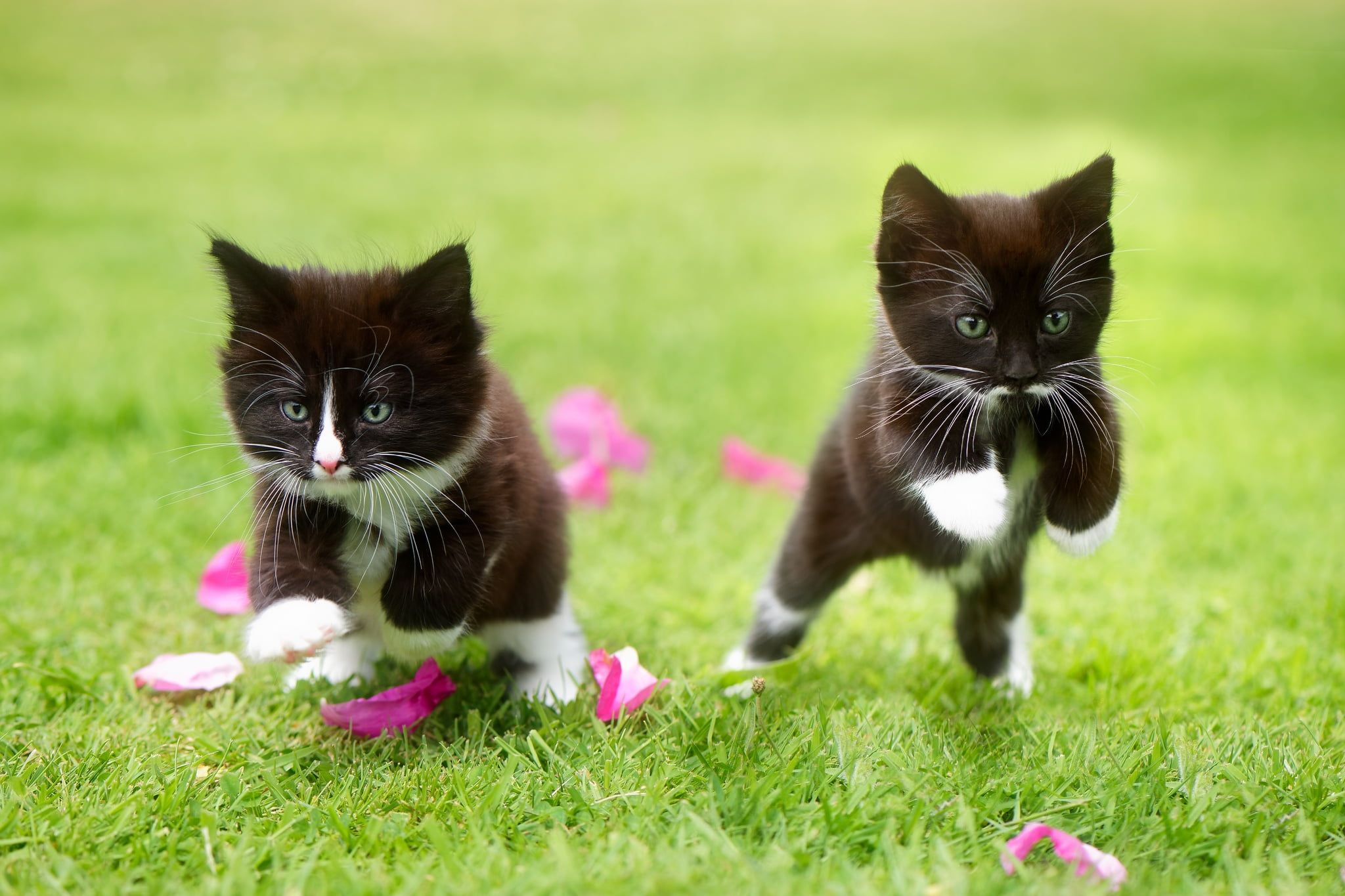Two Tuxedo Kittens Cat Grass Jumping Animals 1080p