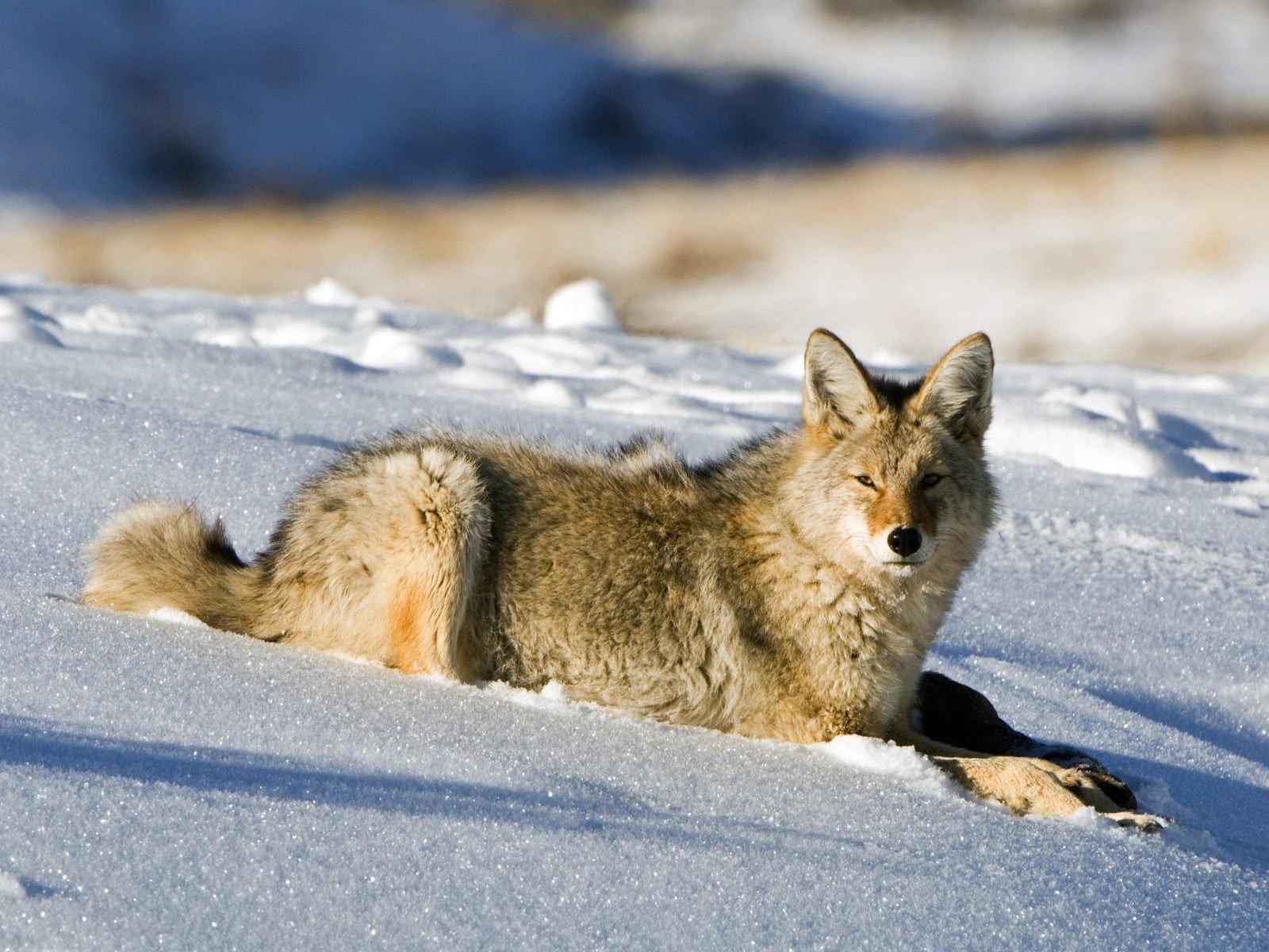 Majestic Coyote In Snow Wallpaper