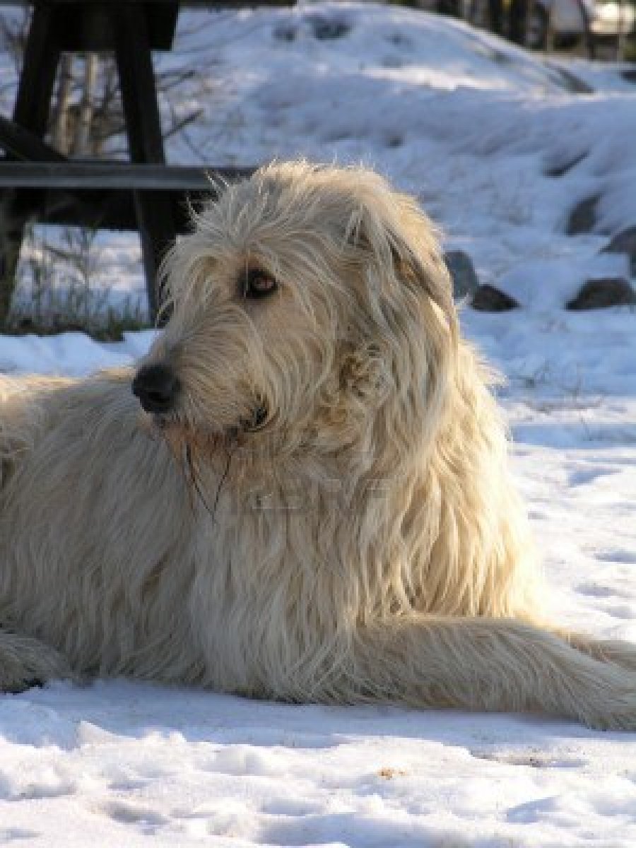 Irish Wolfhound Dog In The Snow Photo And Wallpaper Beautiful