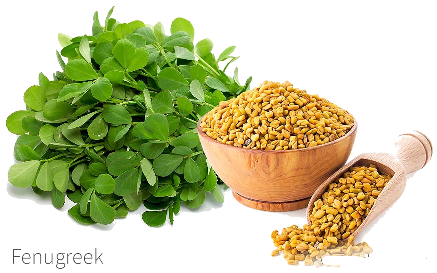 What Is Fenugreek Wallpaper