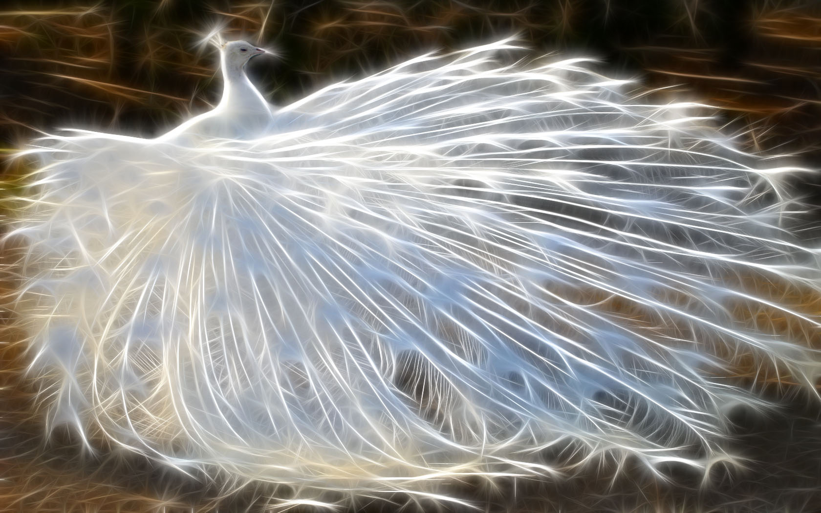 White Peacock Wallpaper And Image Pictures Photos