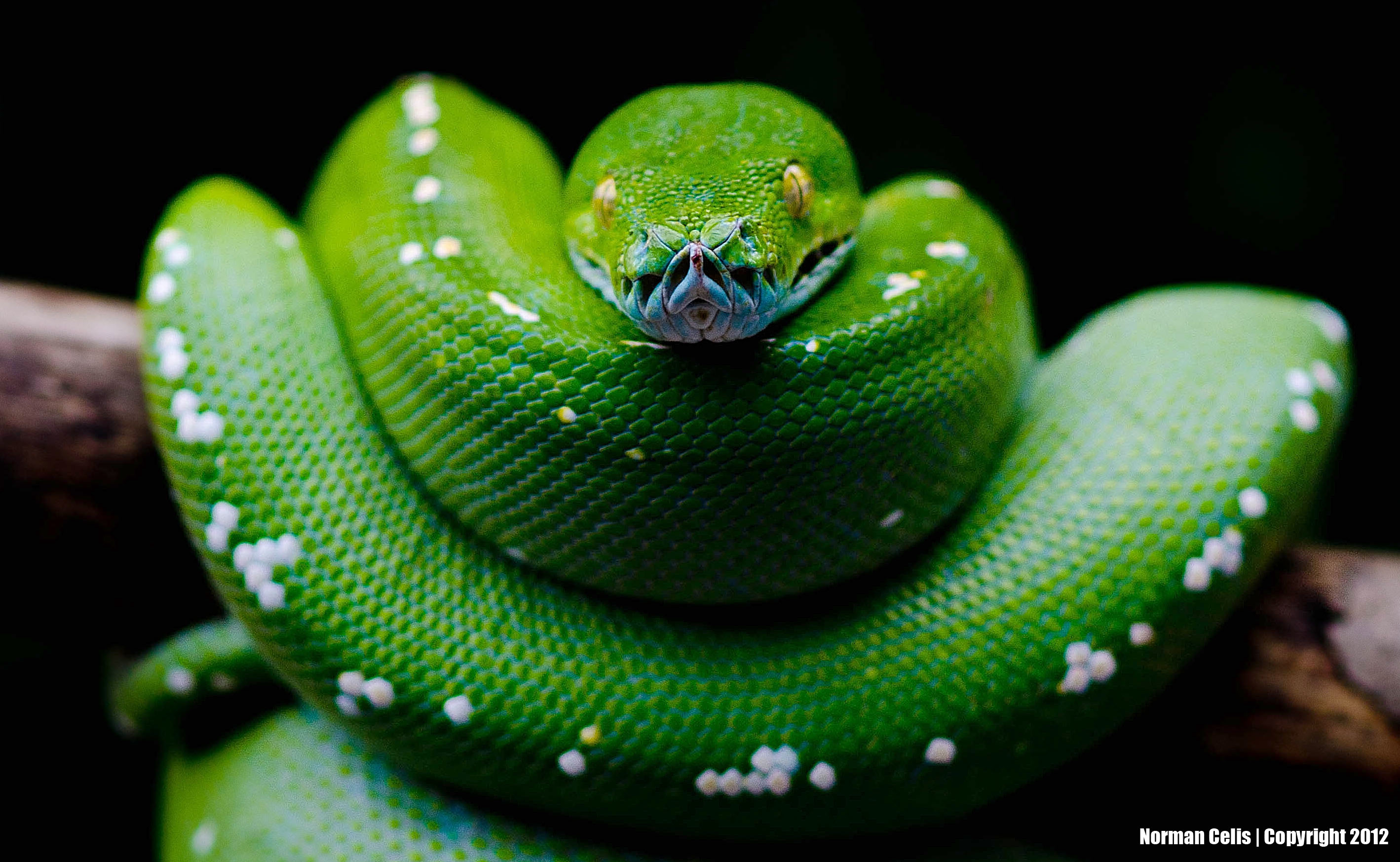 Green Tree Python Wallpaper Animal And