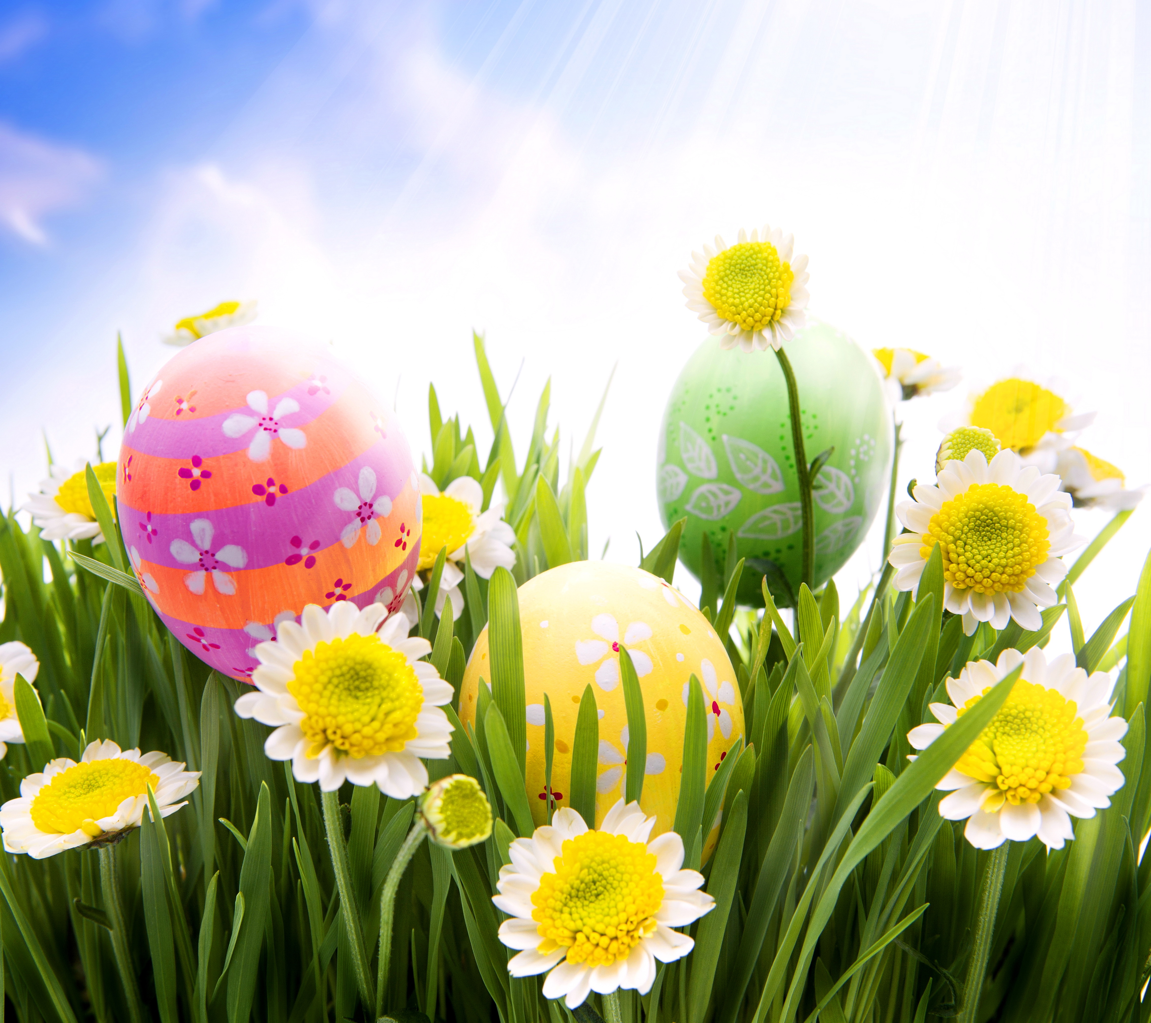 Camomile Daisy Easter Spring Grass Wallpaper Photos Pictures