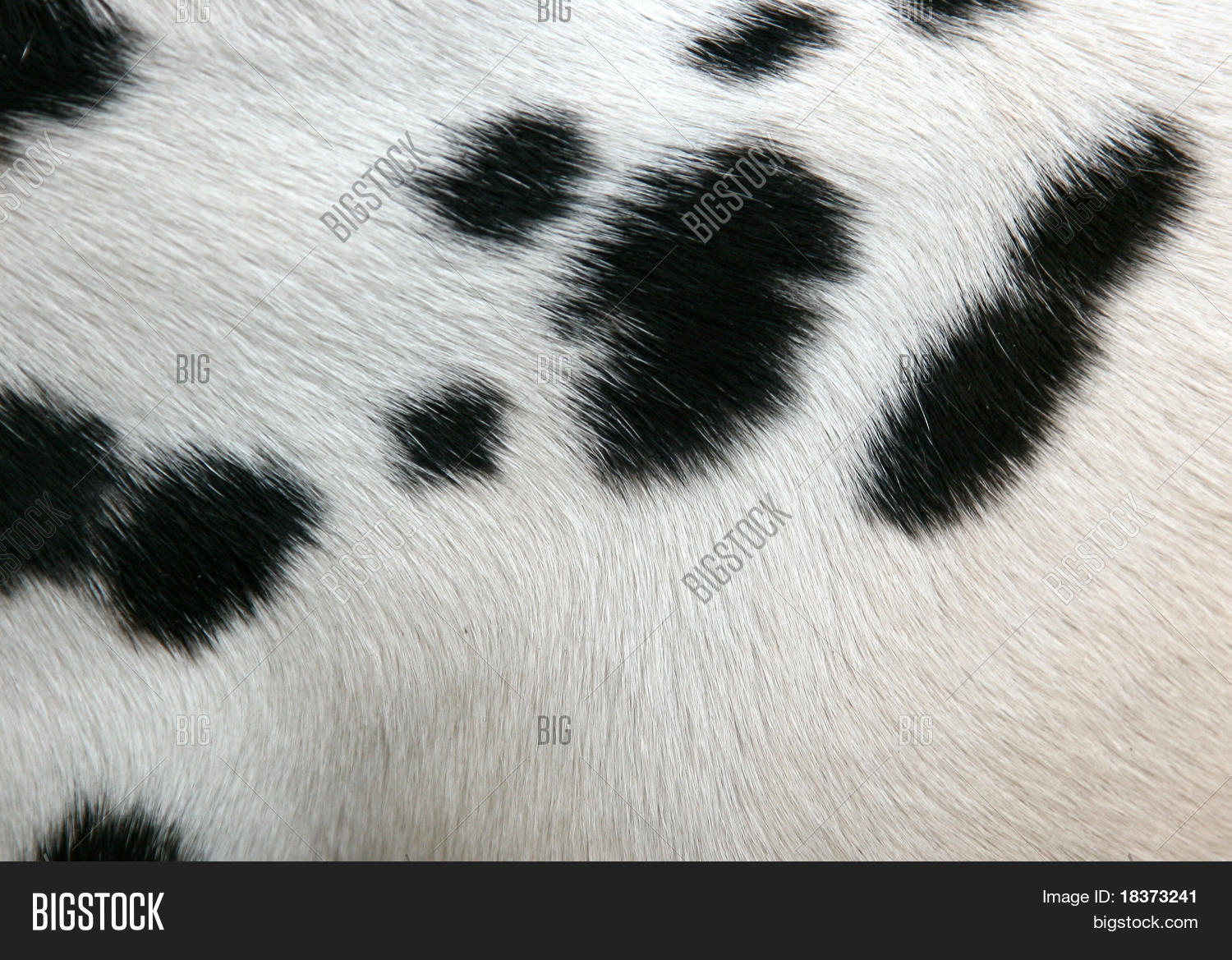 Dalmatian Fur Background Stock Photo Amp Image Bigstock