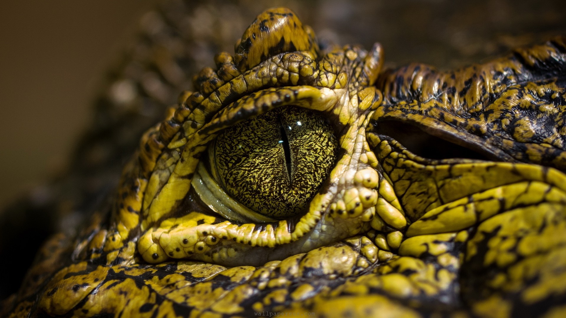 Nature Reptiles Eyes Crocodiles Reptile Wallpaper