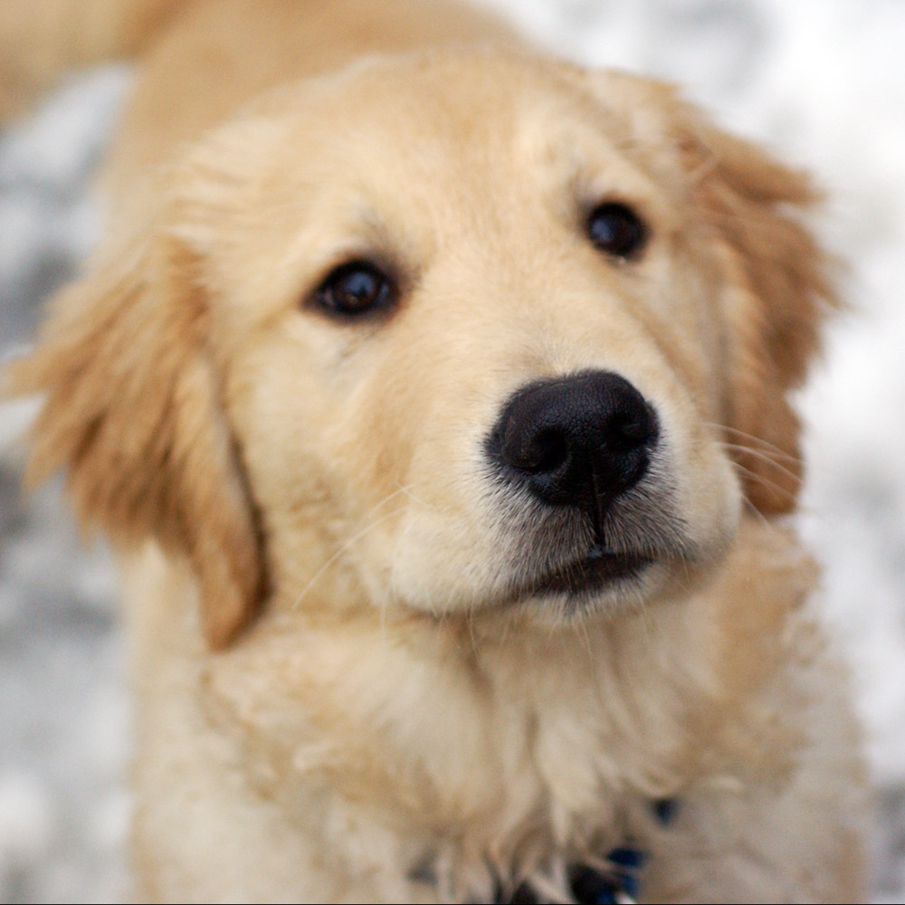 🔥 [49+] Cute Golden Retriever Puppies Wallpaper | WallpaperSafari