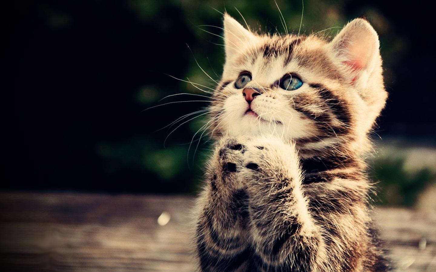 Free download Small Kitten Wallpapers on [1440x900] for your ...
