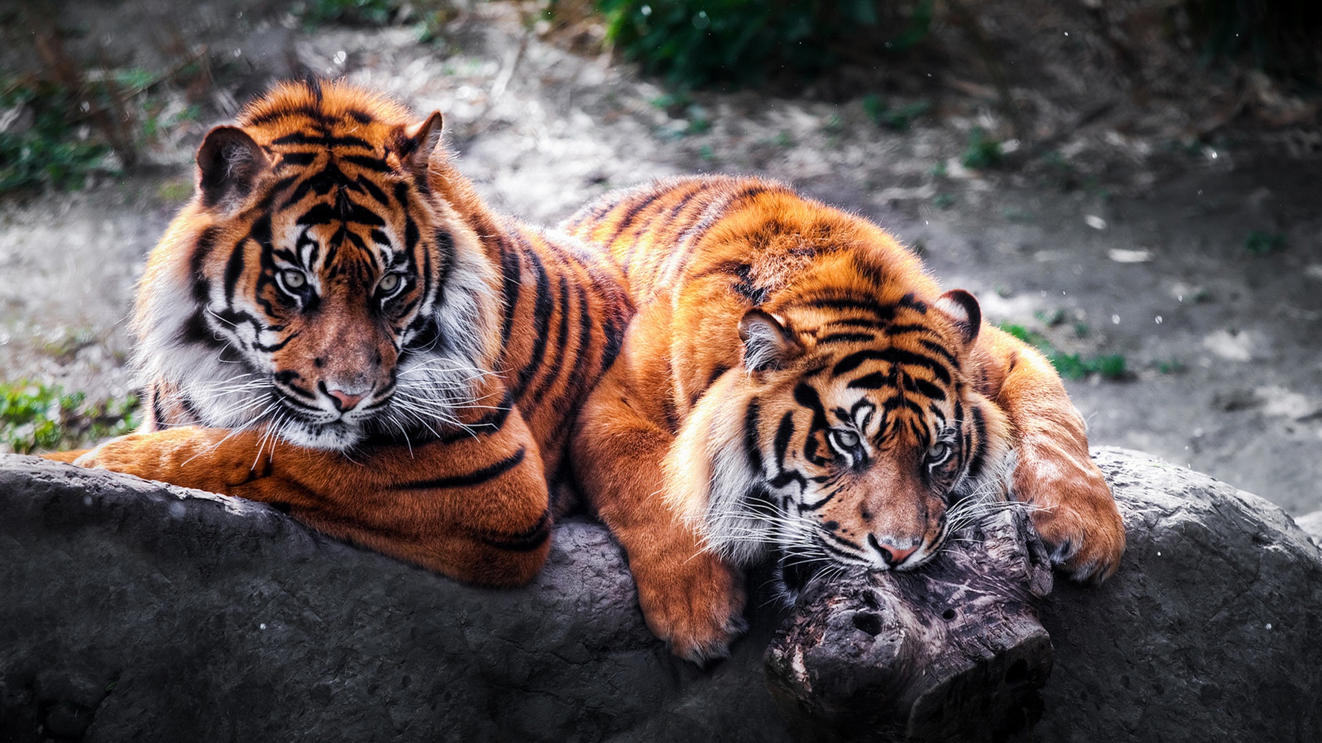 Tigers Beautiful Animal HD Wallpaper 3d Desktop