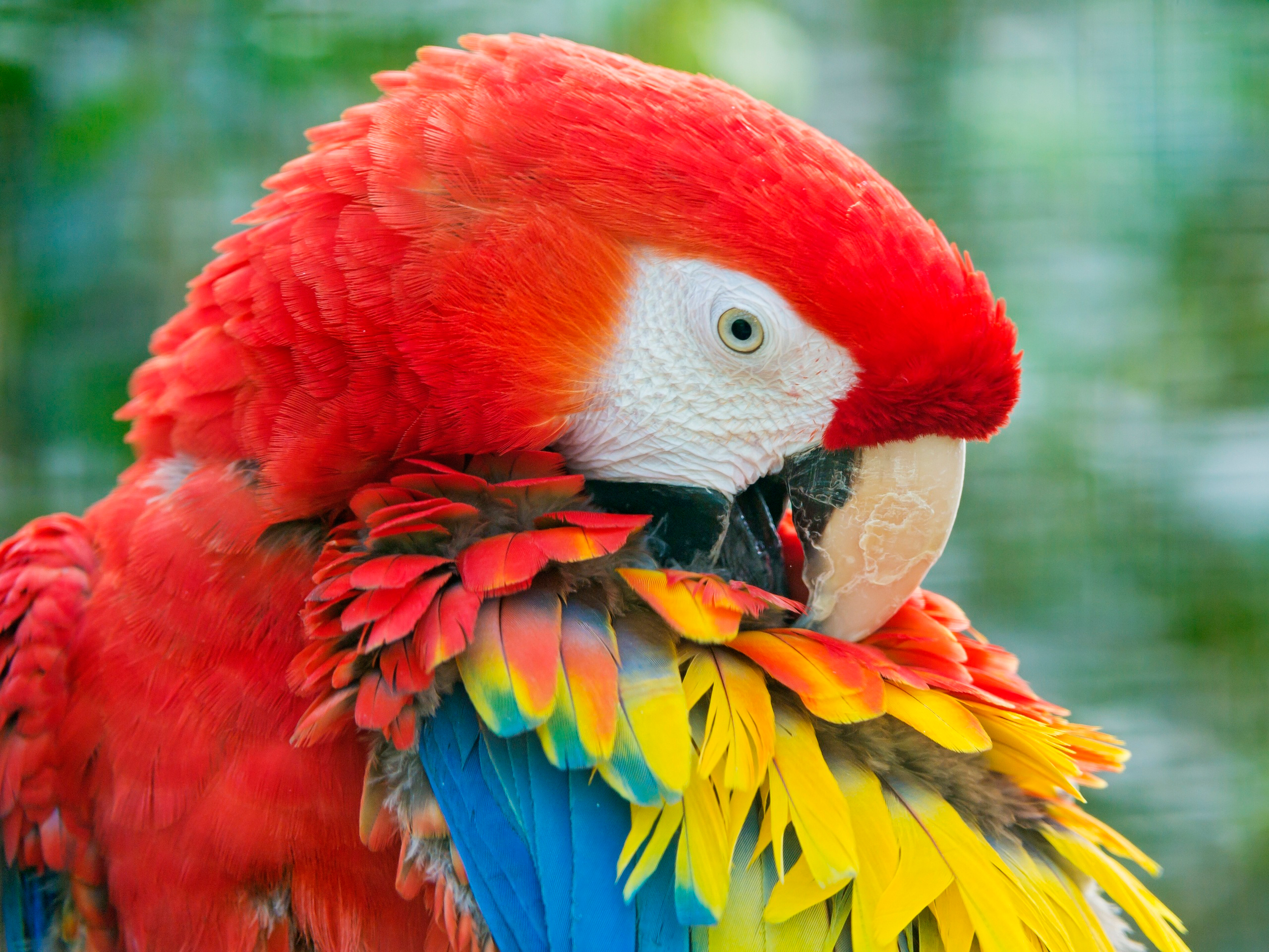 Animal   Scarlet Macaw Wallpaper
