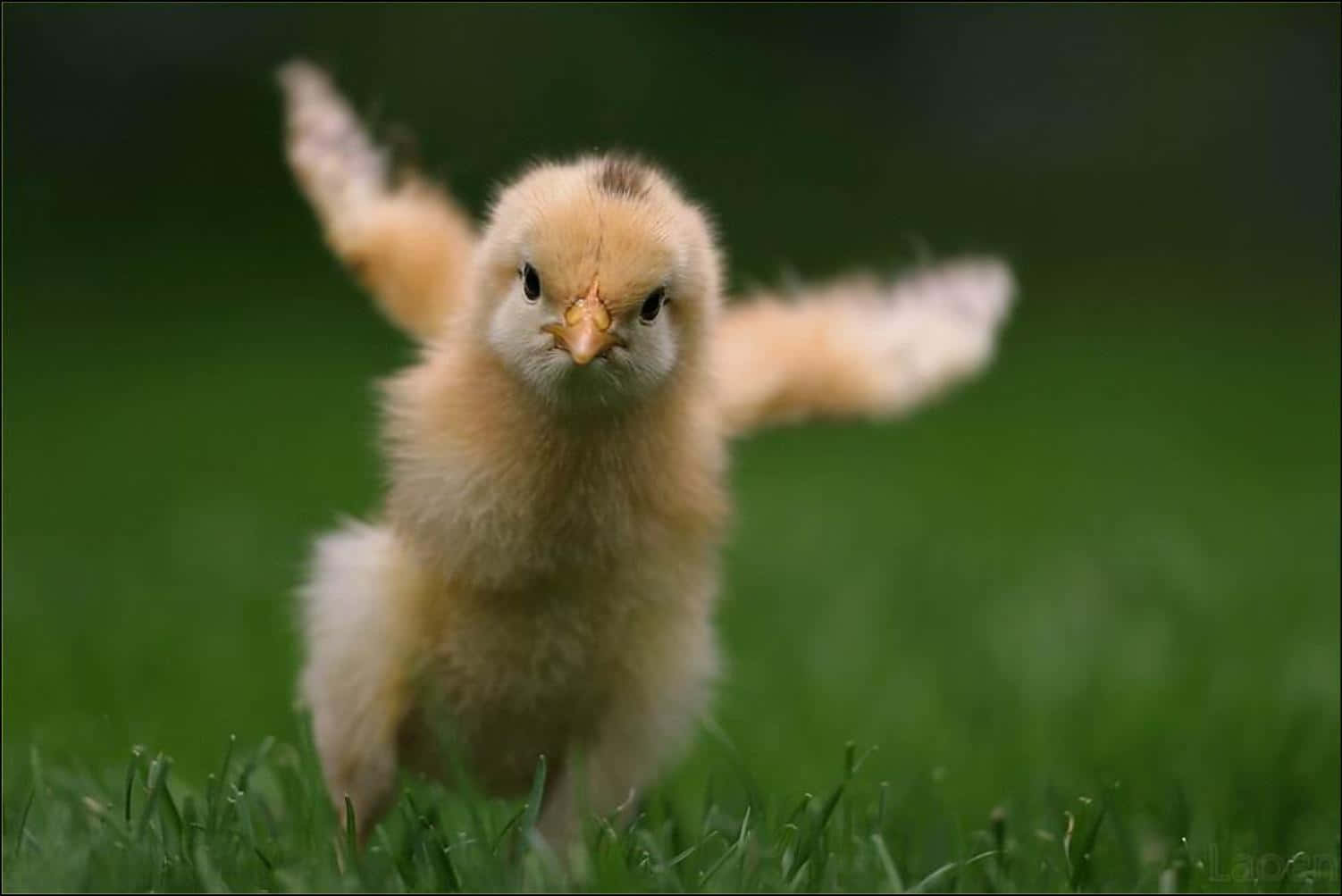 Baby Duck Background Wallpaper