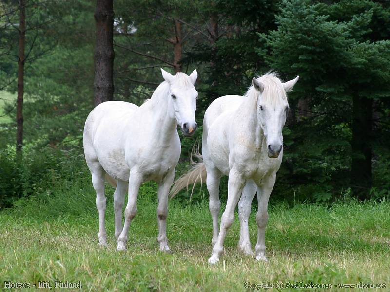 Animals Zoo Park White Horses Desktop Wallpaper Pics